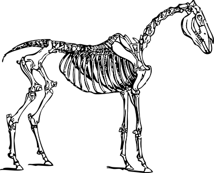 At İskeleti Çizimi Duvar Kağıdı