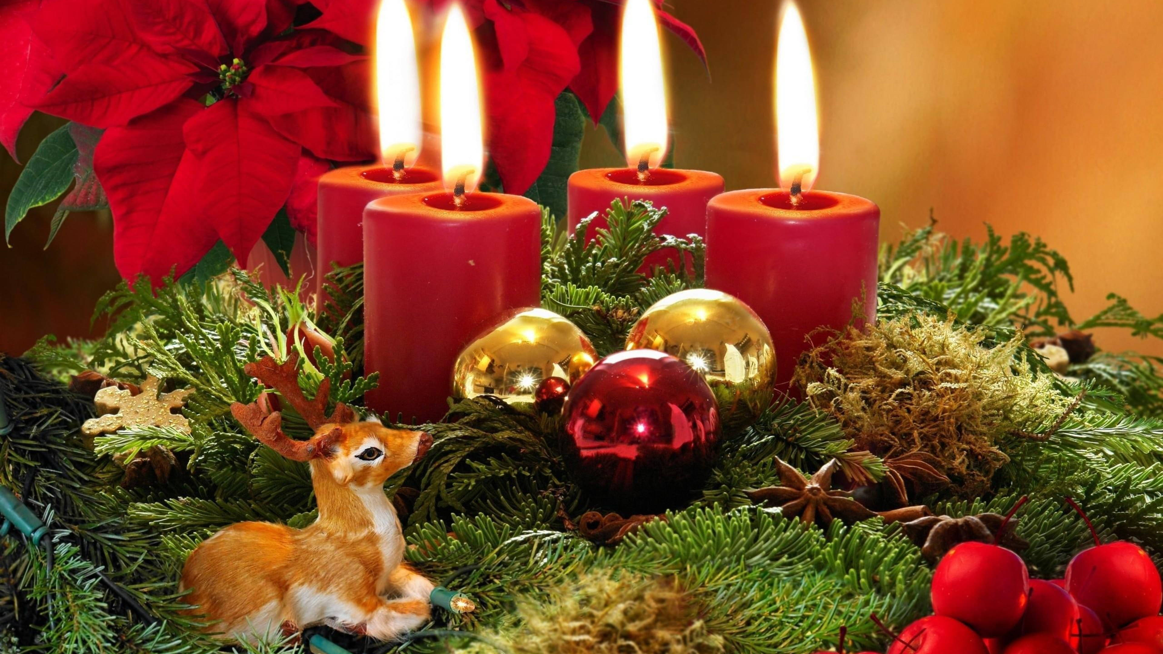 Atatürk Çiçeği Noel Süslemesi Duvar Kağıdı