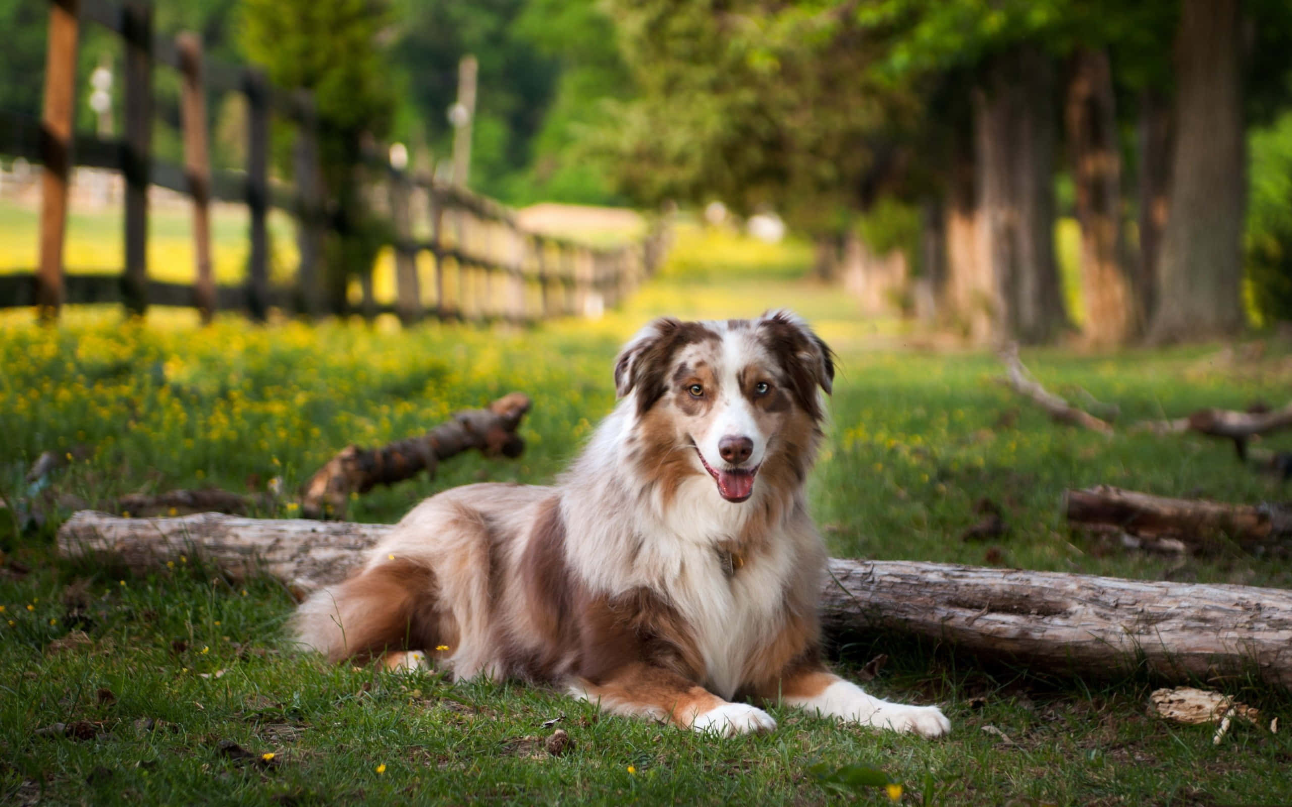 Avustralya Çoban Köpeği Kütük Üzerinde Fotoğrafı Duvar Kağıdı