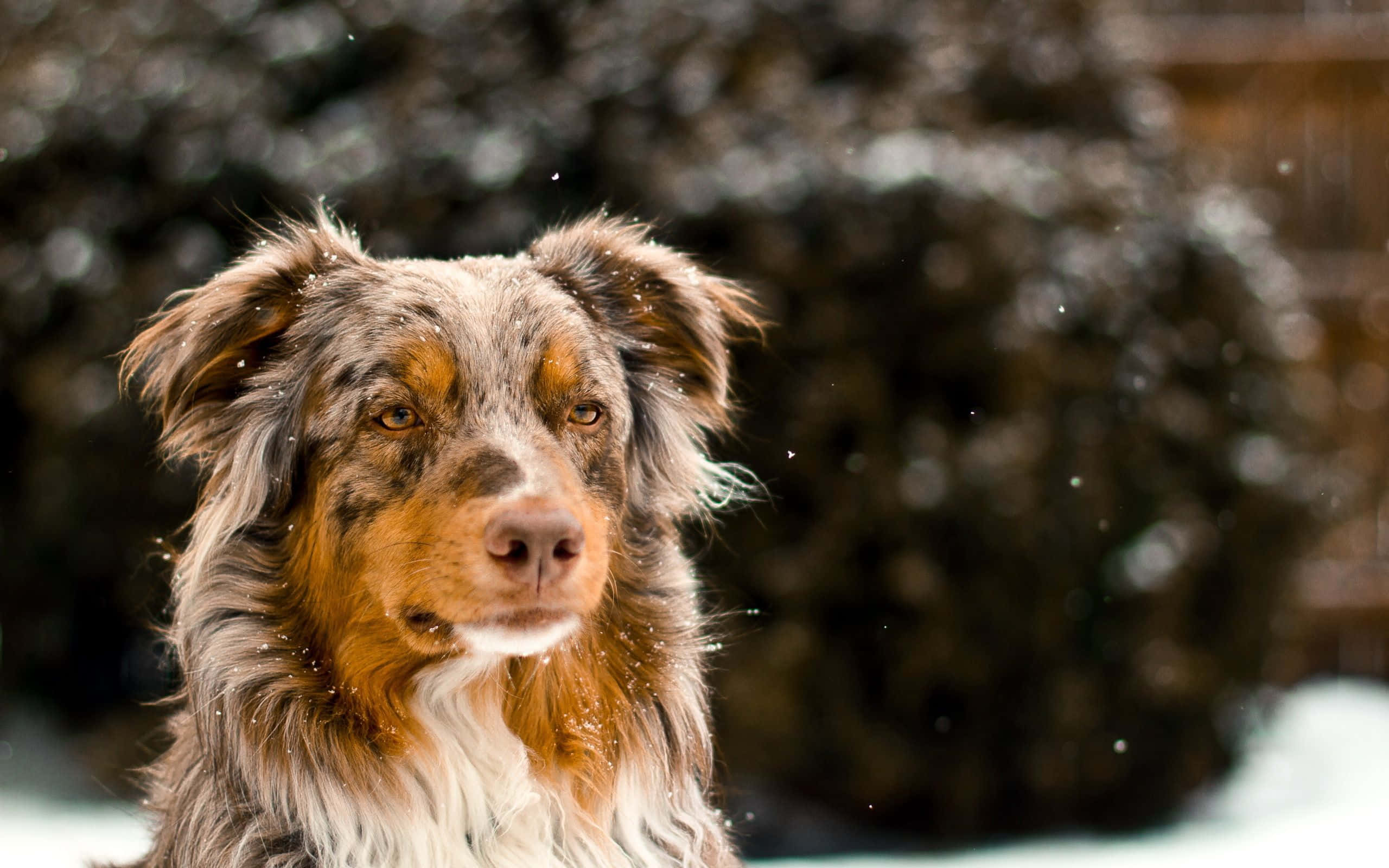 Avustralya Çoban Köpeği Kış Karı Resmi Duvar Kağıdı