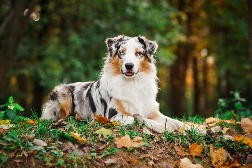 Avustralya Çoban Köpeği Nostaljik Sonbahar Resmi Duvar Kağıdı