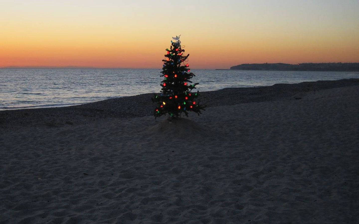 Avustralya Noel Ağacı Sahilde Duvar Kağıdı