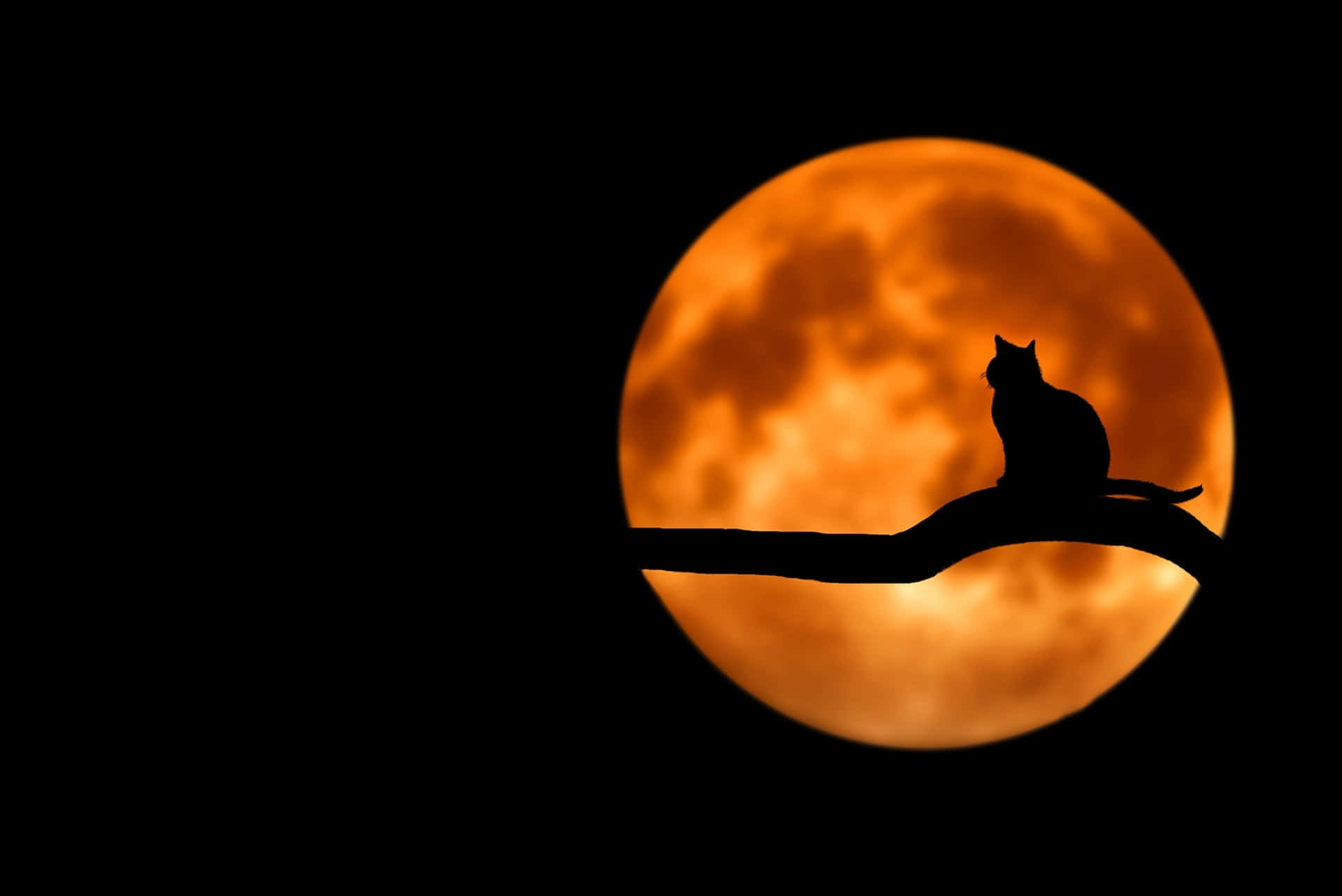 Ay ve Kedi Resmi Duvar Kağıdı