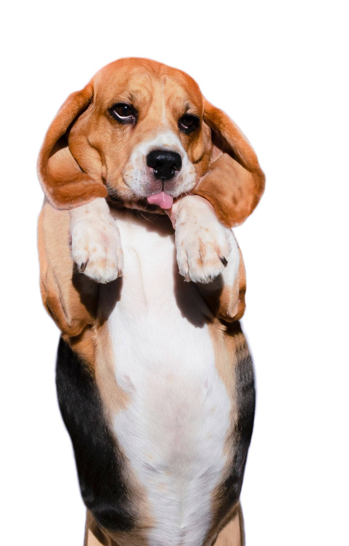 Ayakta Duran Küçük Beagle Köpeği Duvar Kağıdı
