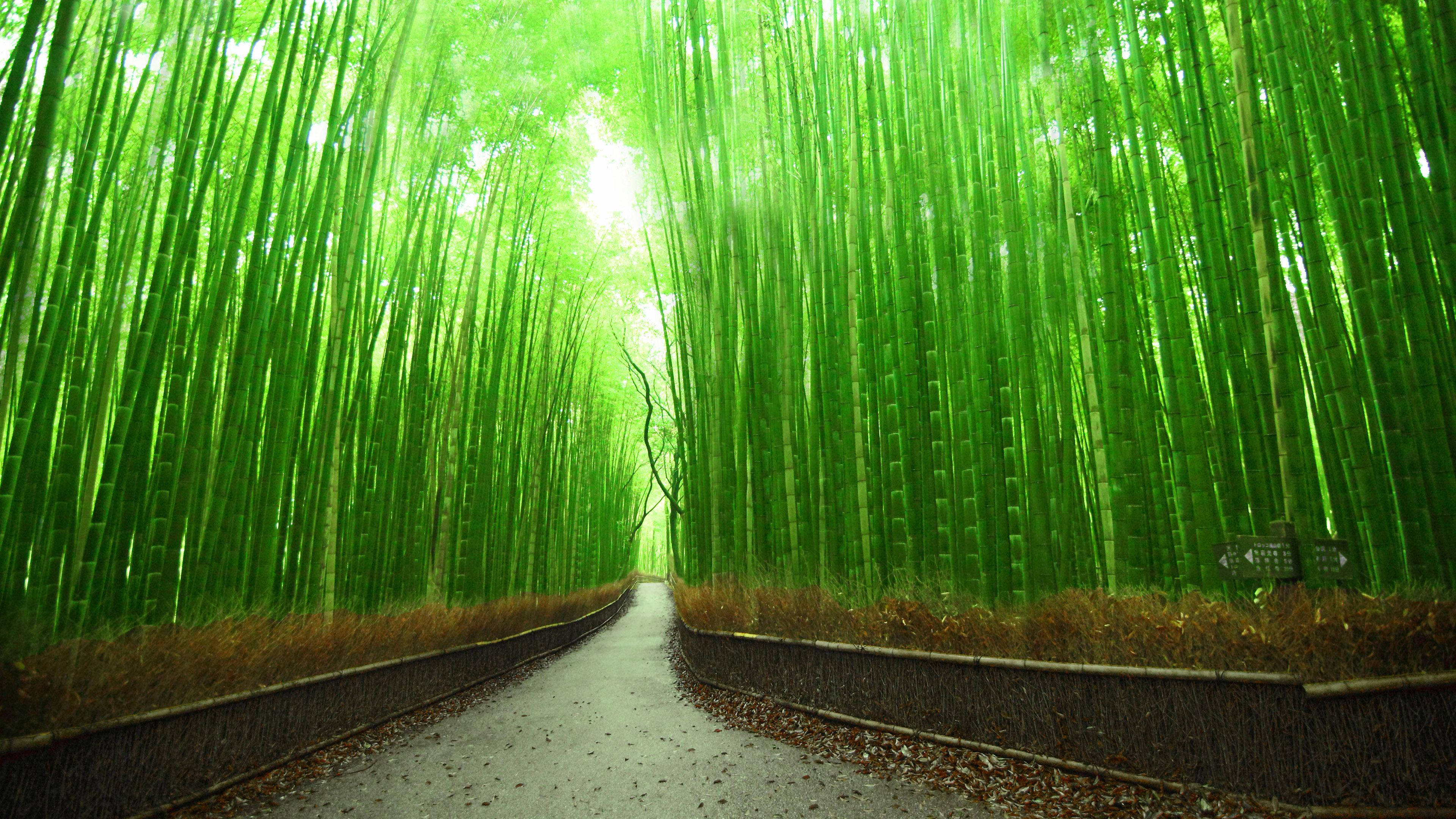 Bambu 4K Yolu Kyoto Japonya Duvar Kağıdı