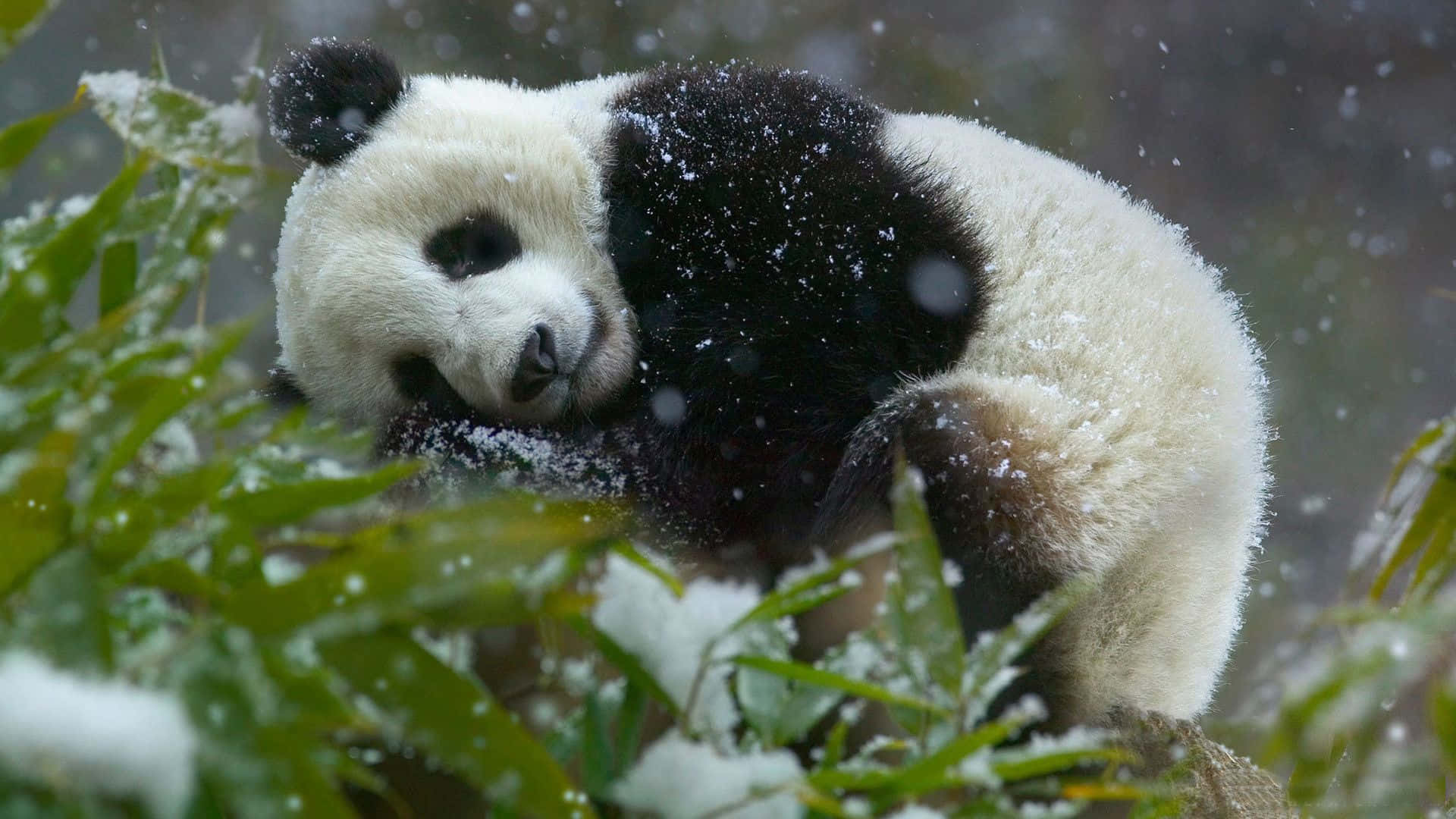 Bambu Korusunda Dinlenen Sevimli Bir Panda Duvar Kağıdı