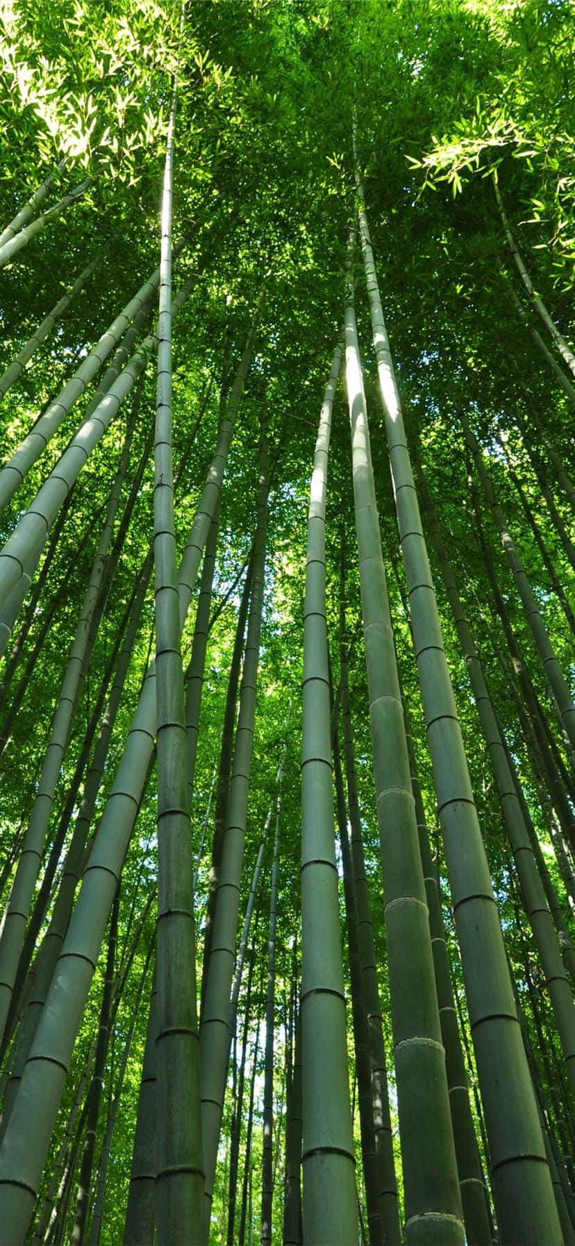 bambu ormanı duvar kağıdı - bambu ormanı duvar kağıdı