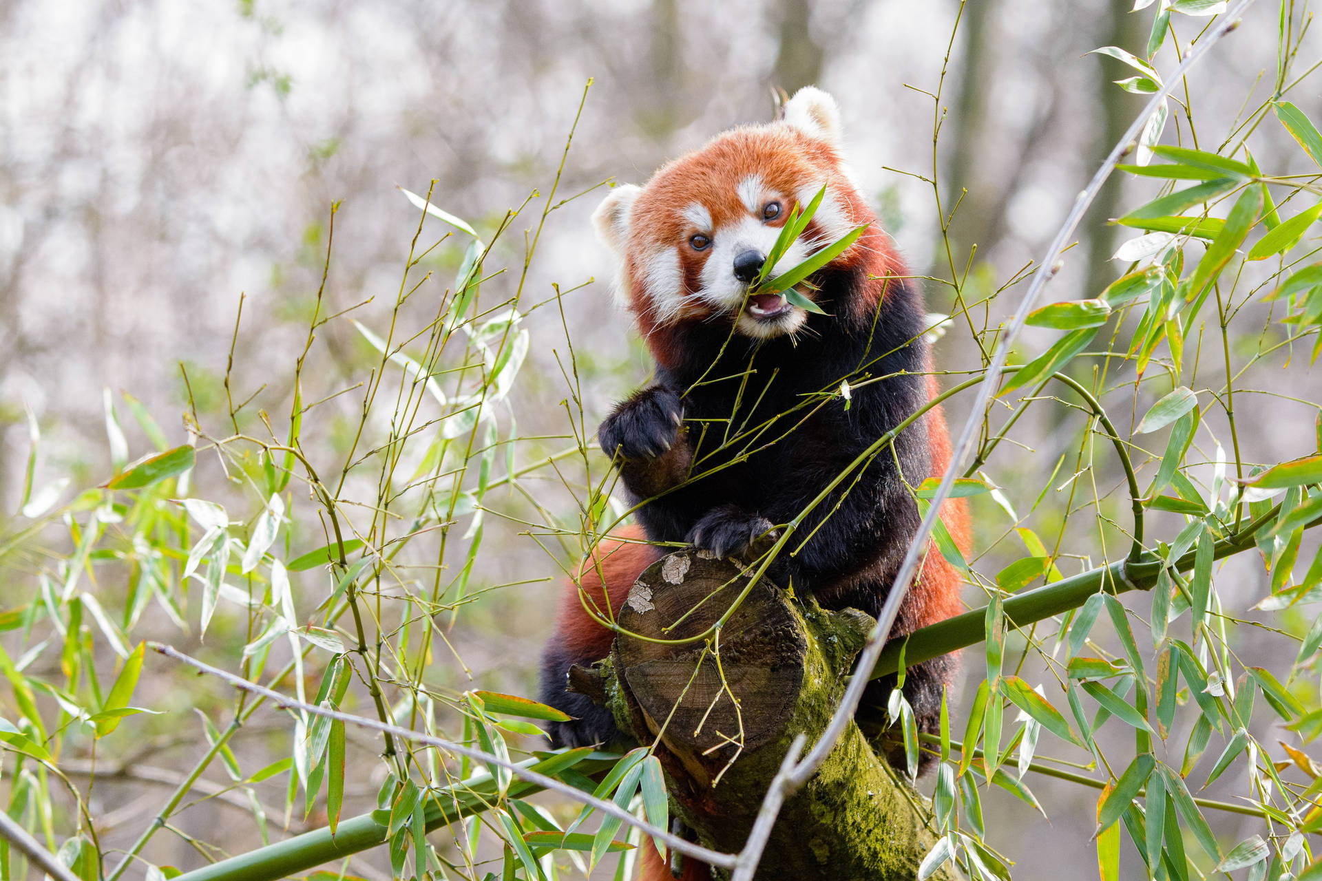 Bambu otu yiyen kızıl panda masaüstü duvar kağıdı.