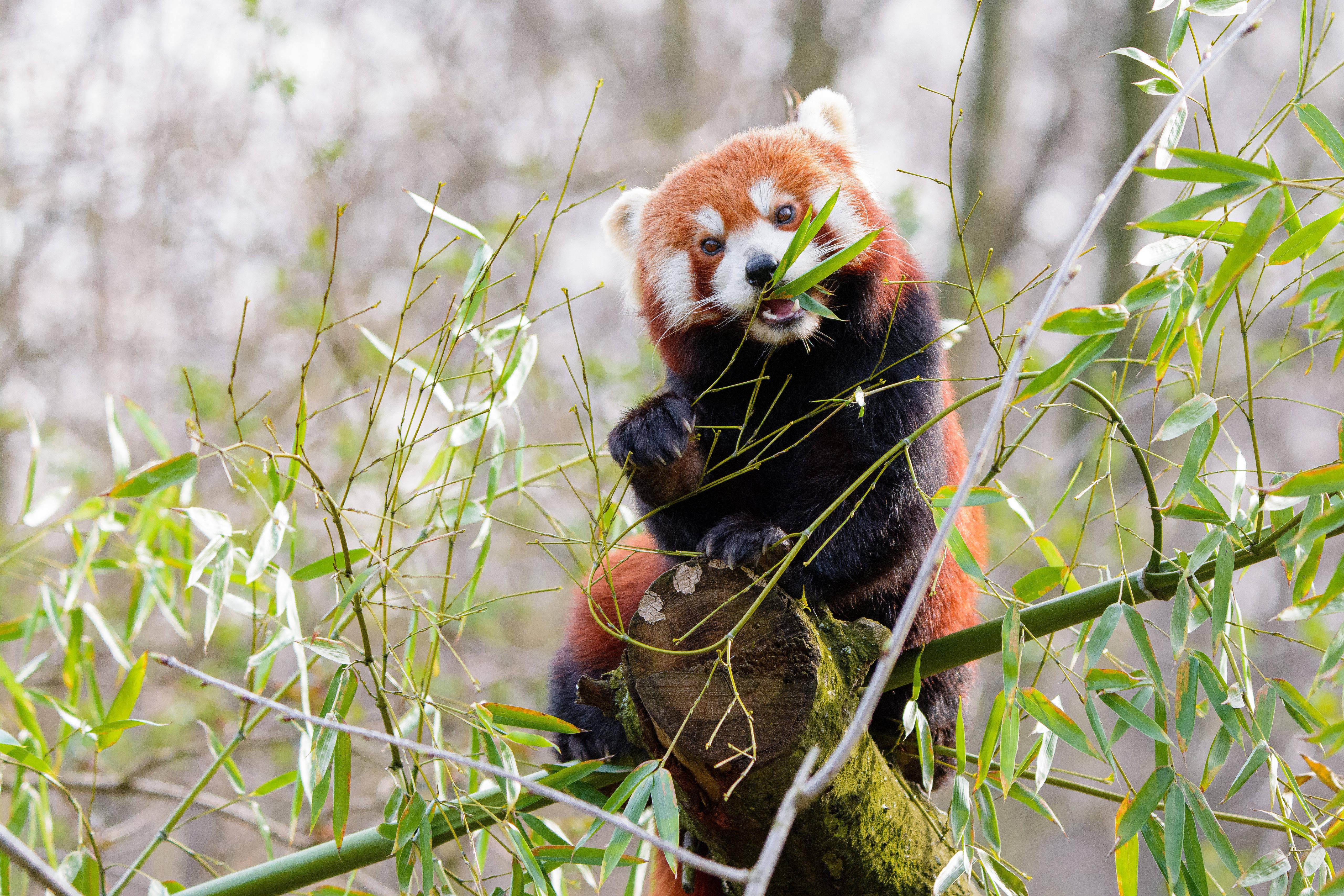 Bambu Yiyen Kızıl Panda Duvar Kağıdı