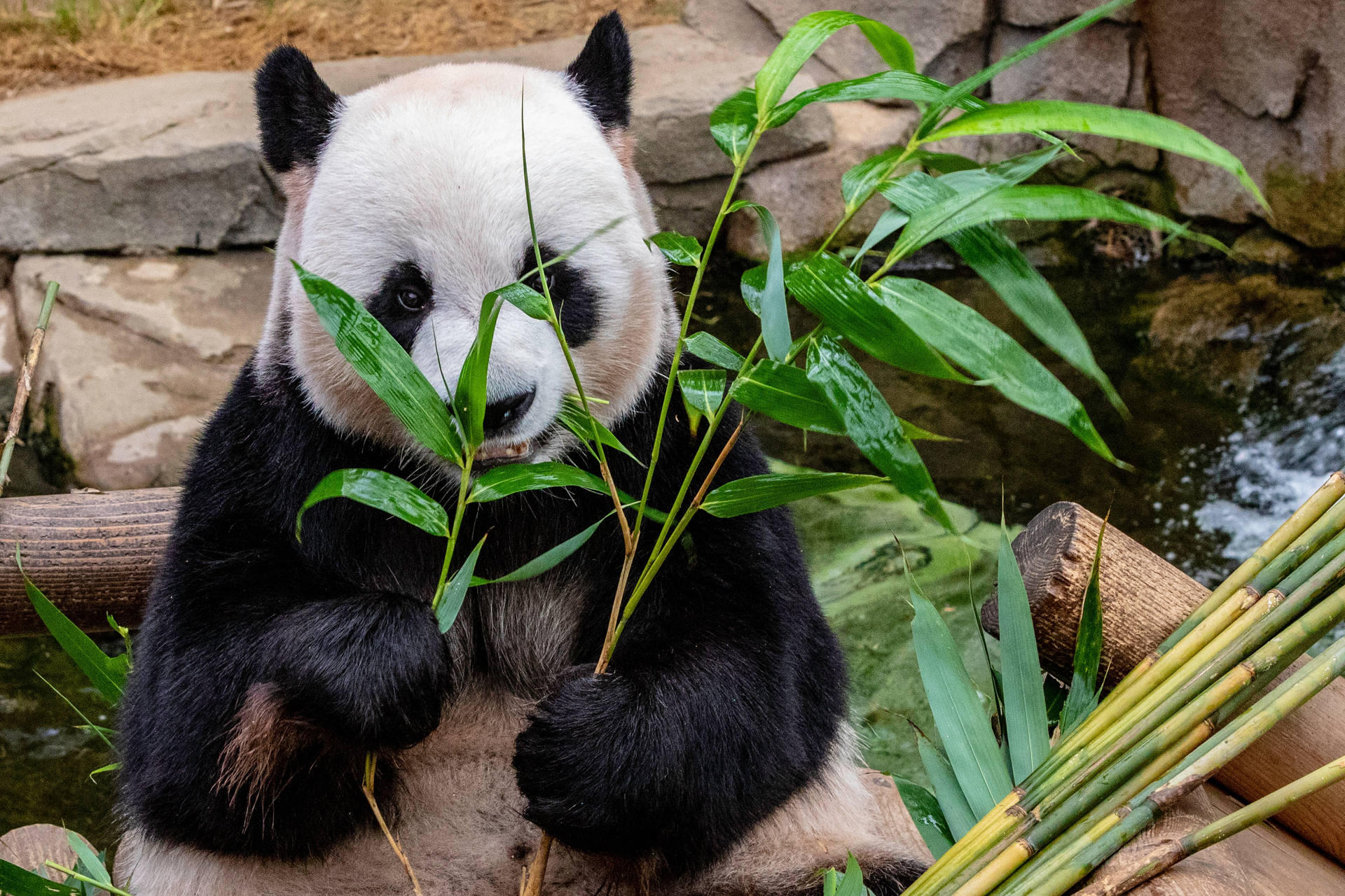 Bambu otu dallarını yiyen panda duvar kağıdı.