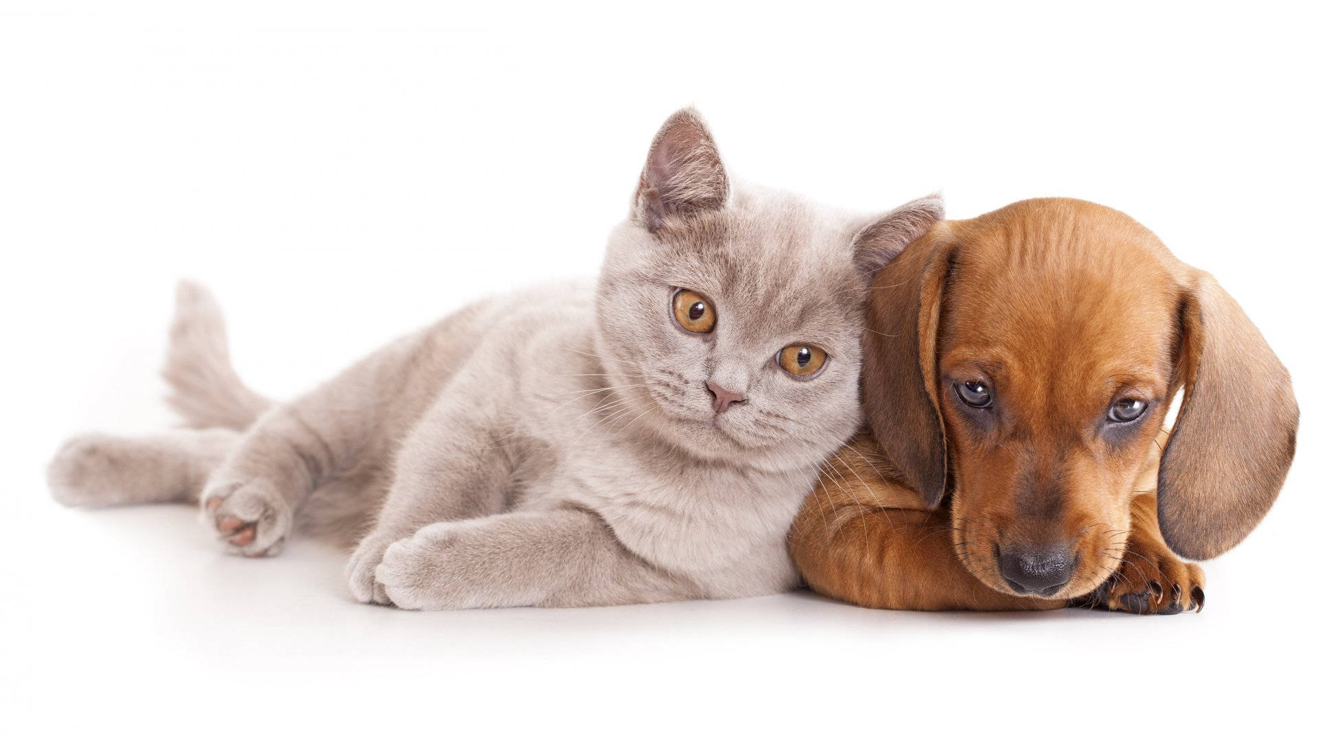 Başlık: Beklenmedik Dostlar - Bir Kedi ve Bir Köpeğin Bağı Duvar Kağıdı