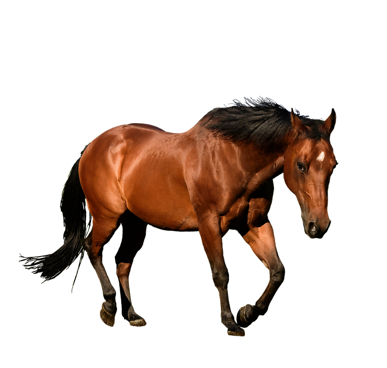 Bay Horse Hareket Halinde Duvar Kağıdı