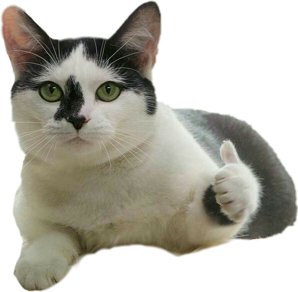 Beğenen Kedi Meme Duvar Kağıdı