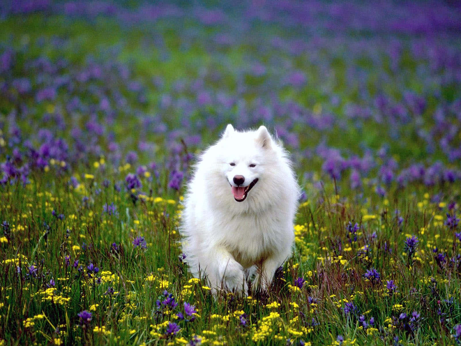 Beyaz Amerikan Eskimo Köpeği Fotoğrafları Duvar Kağıdı