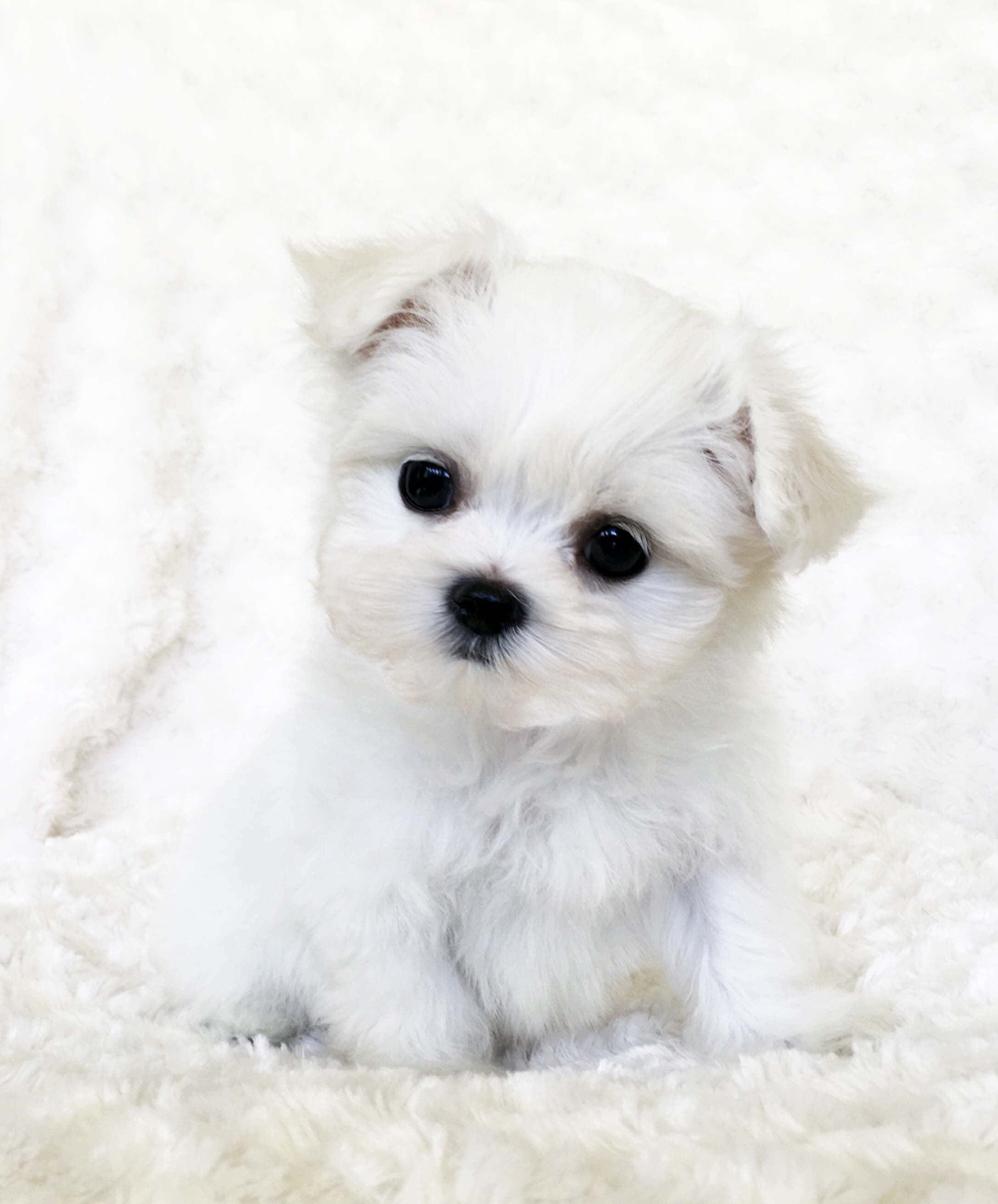 beyaz bir battaniyenin üzerinde oturan küçük beyaz bir köpek yavrusu Duvar Kağıdı