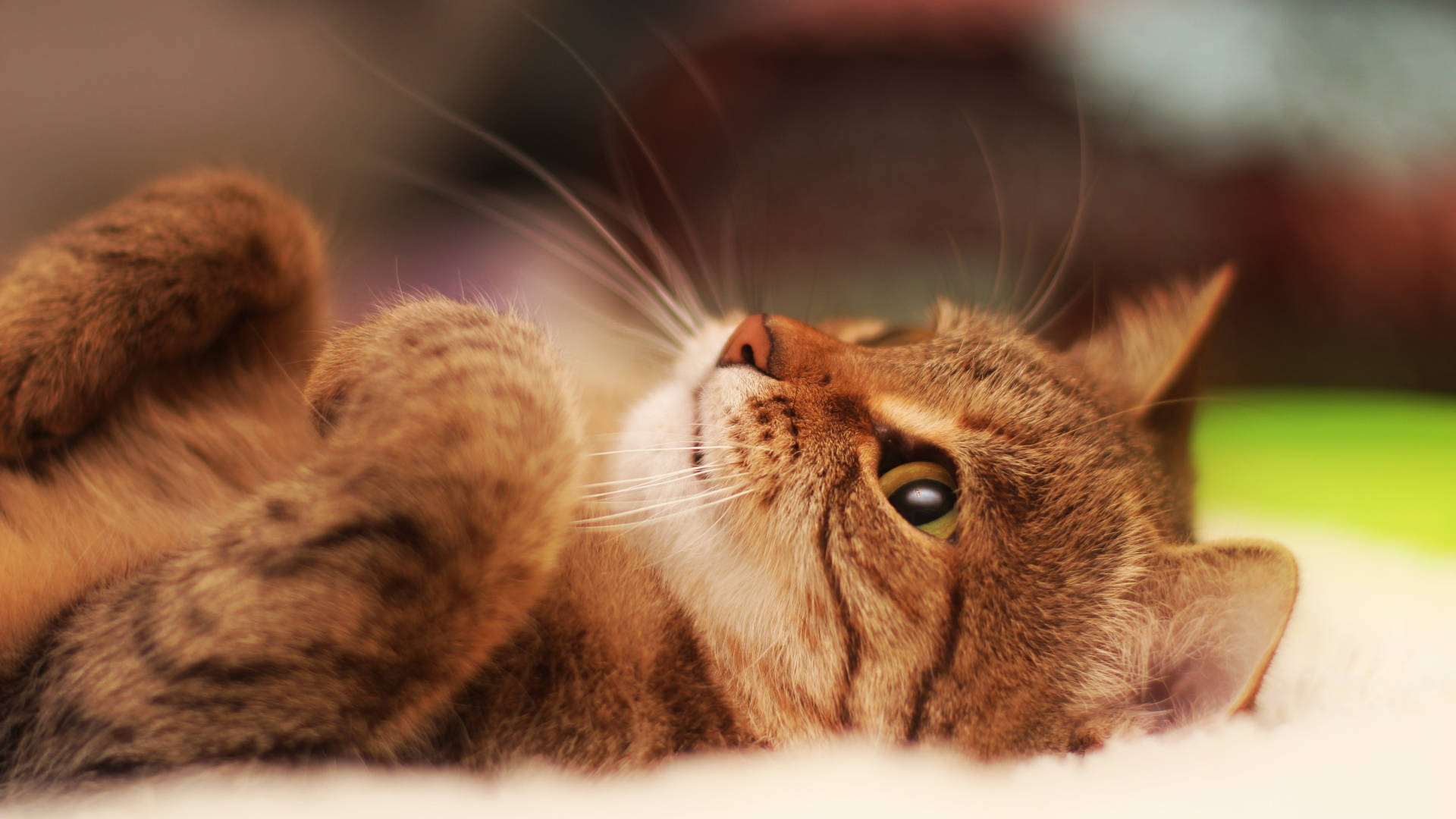 Beyaz Kumaşta Estetik Kedi Duvar Kağıdı