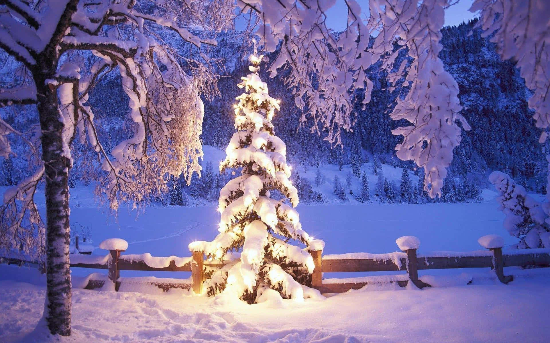Beyaz Noel Ağacı Karlı Arka Plan Fikri Duvar Kağıdı