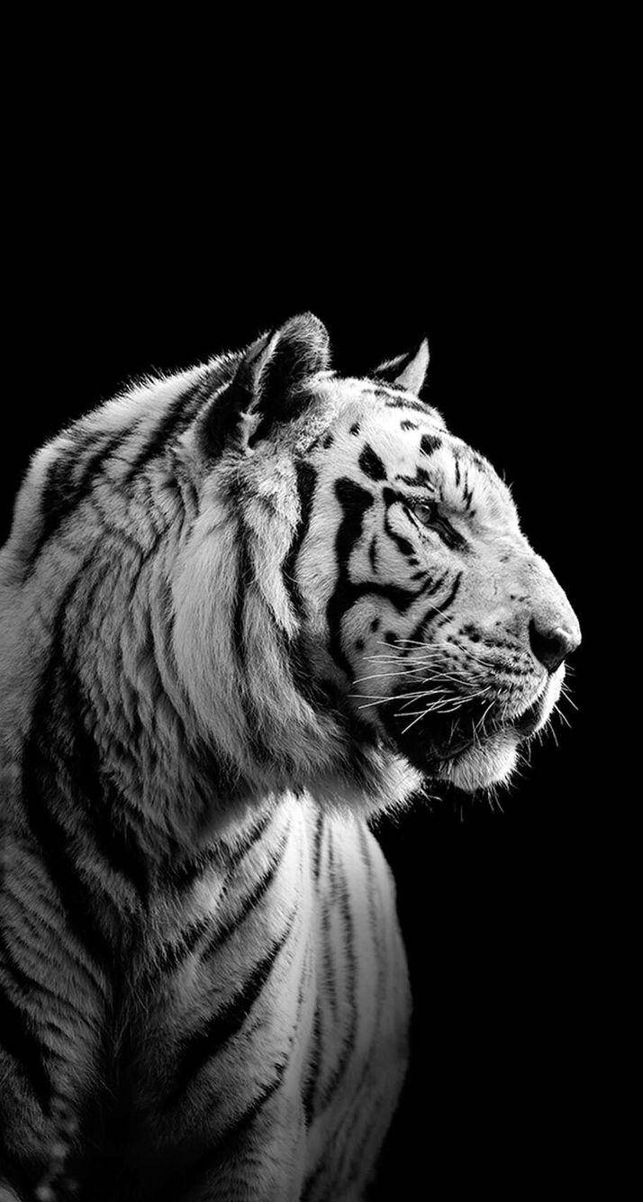 Beyaz Siyah Harimau Duvar Kağıdı