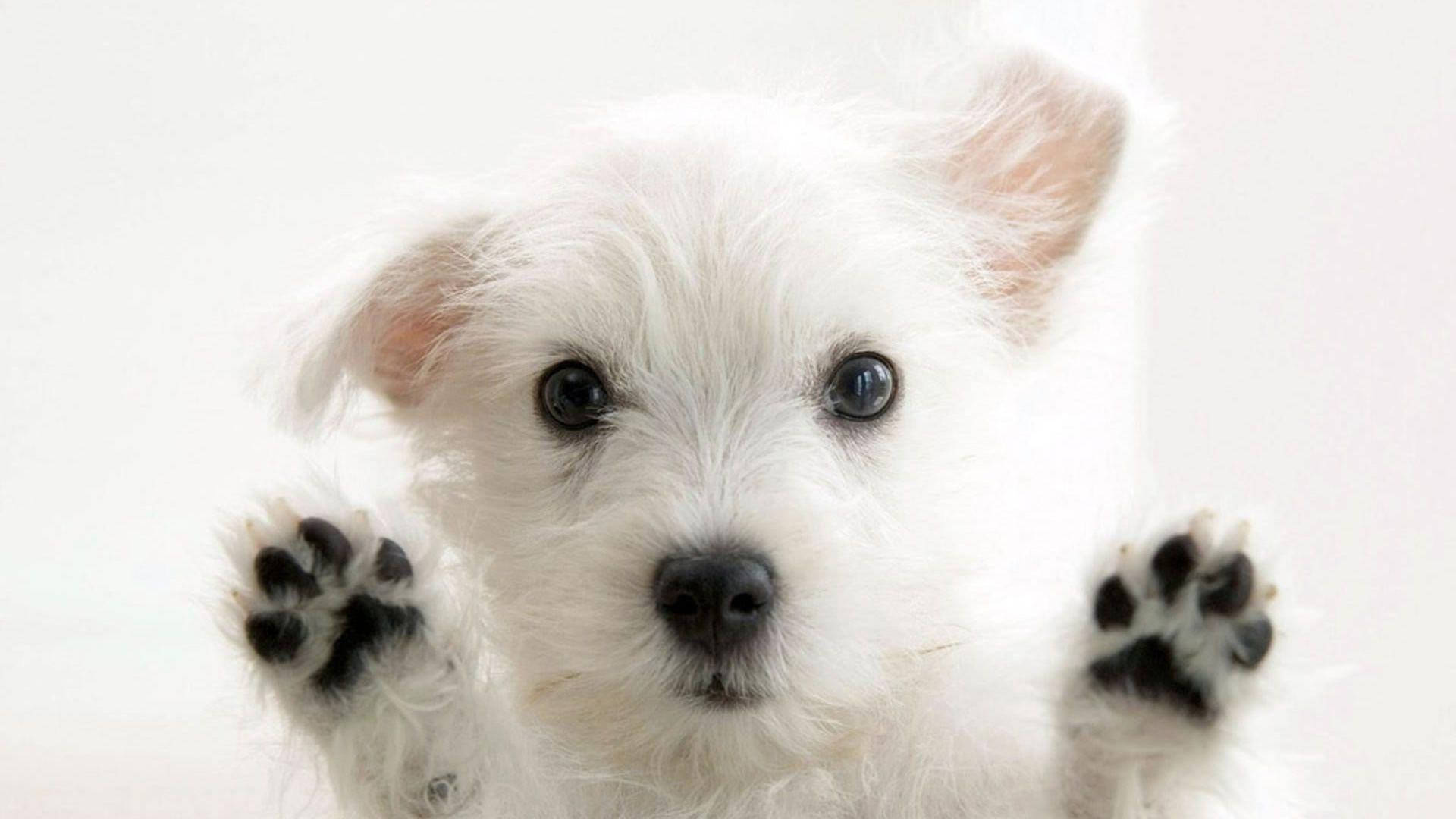 Beyaz Terrier Köpek Sevimli Masaüstü Duvar Kağıdı