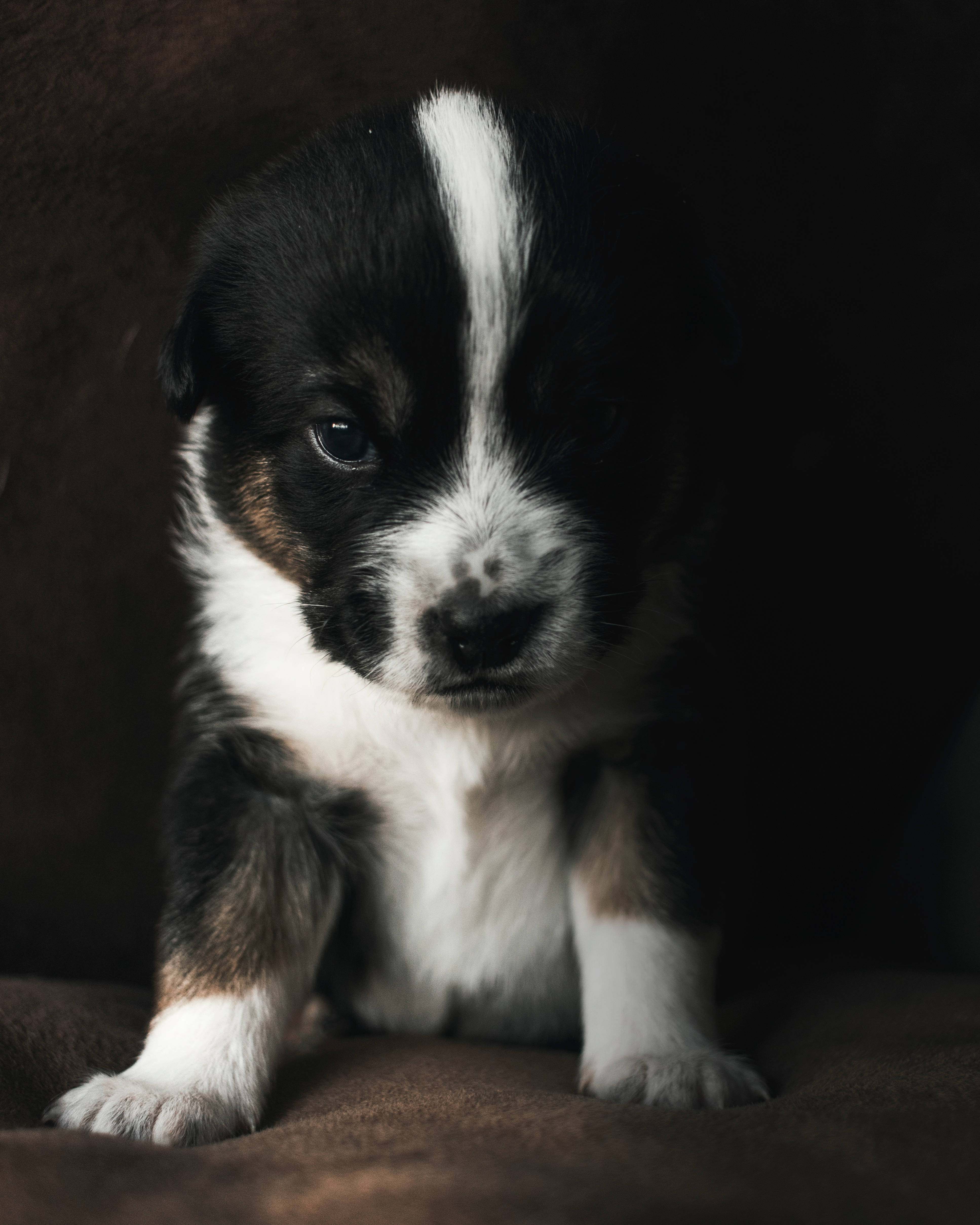 Beyaz ve Siyah Sevimli Köpek Kanepede Duvar Kağıdı