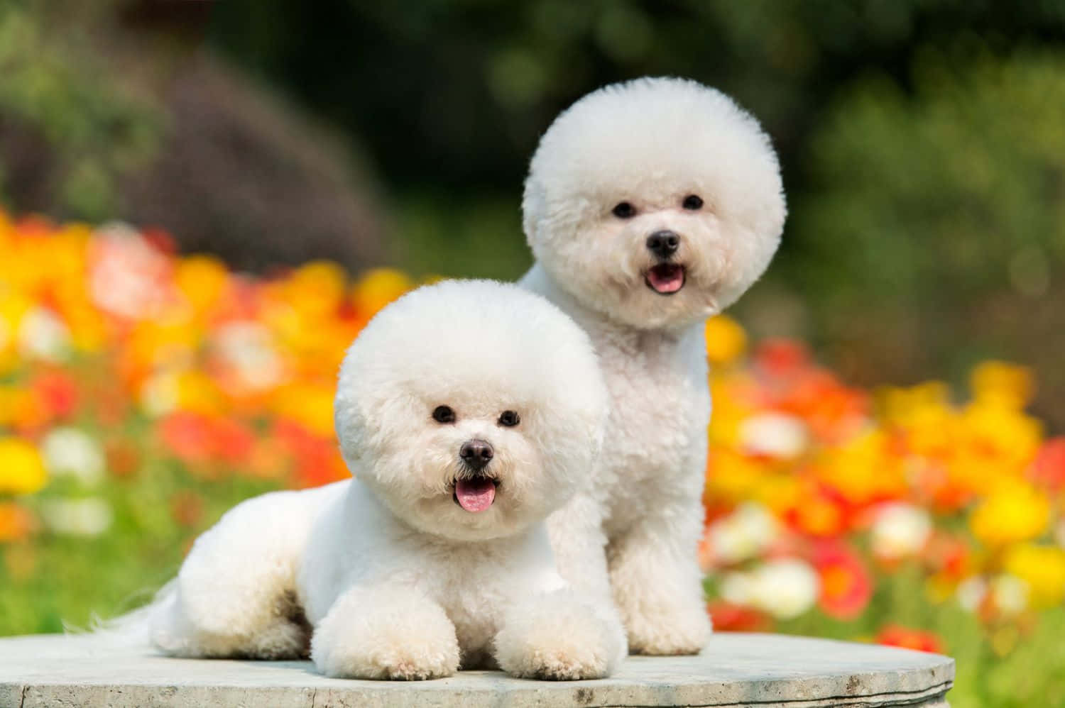 Bichon Frise Küçük Köpekler Fotoğrafı Duvar Kağıdı