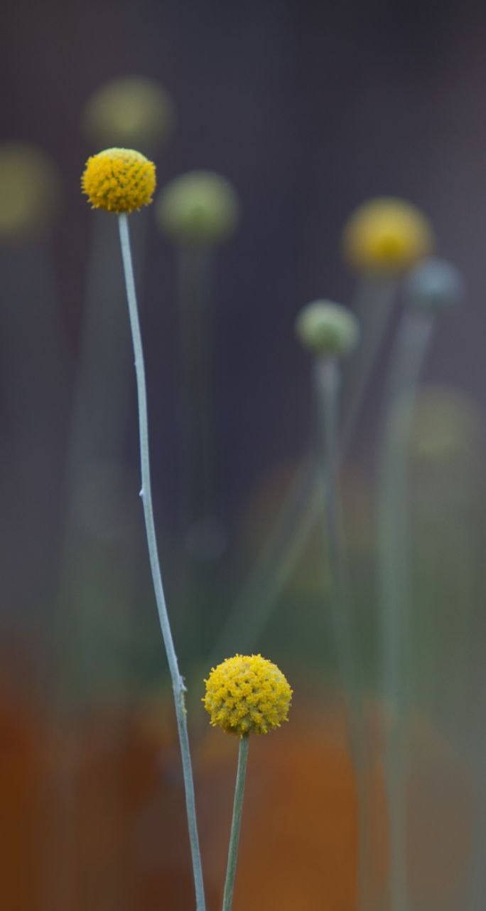 Billy Buttons Orijinal iPhone 7 Duvar Kağıdı