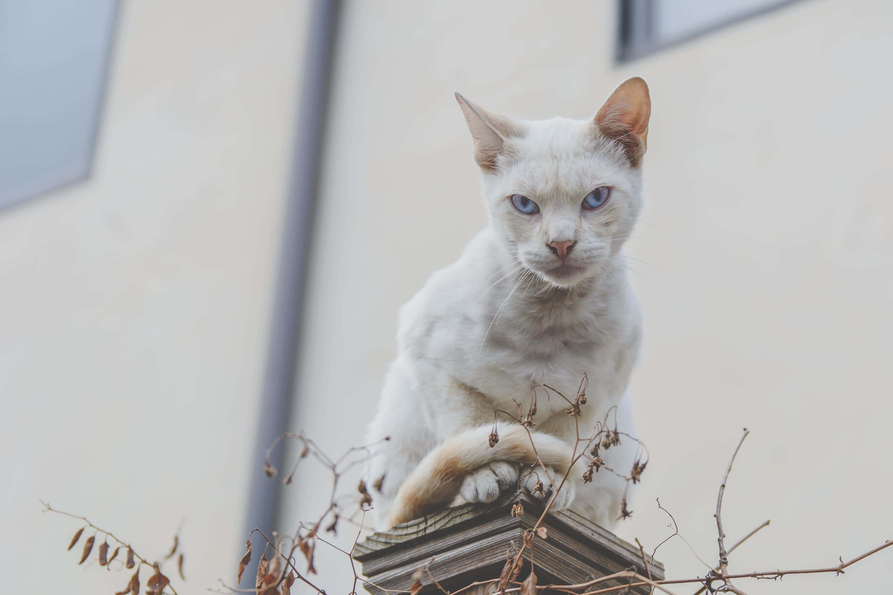 bir çıkıntının üzerinde oturan beyaz bir kedi Duvar Kağıdı