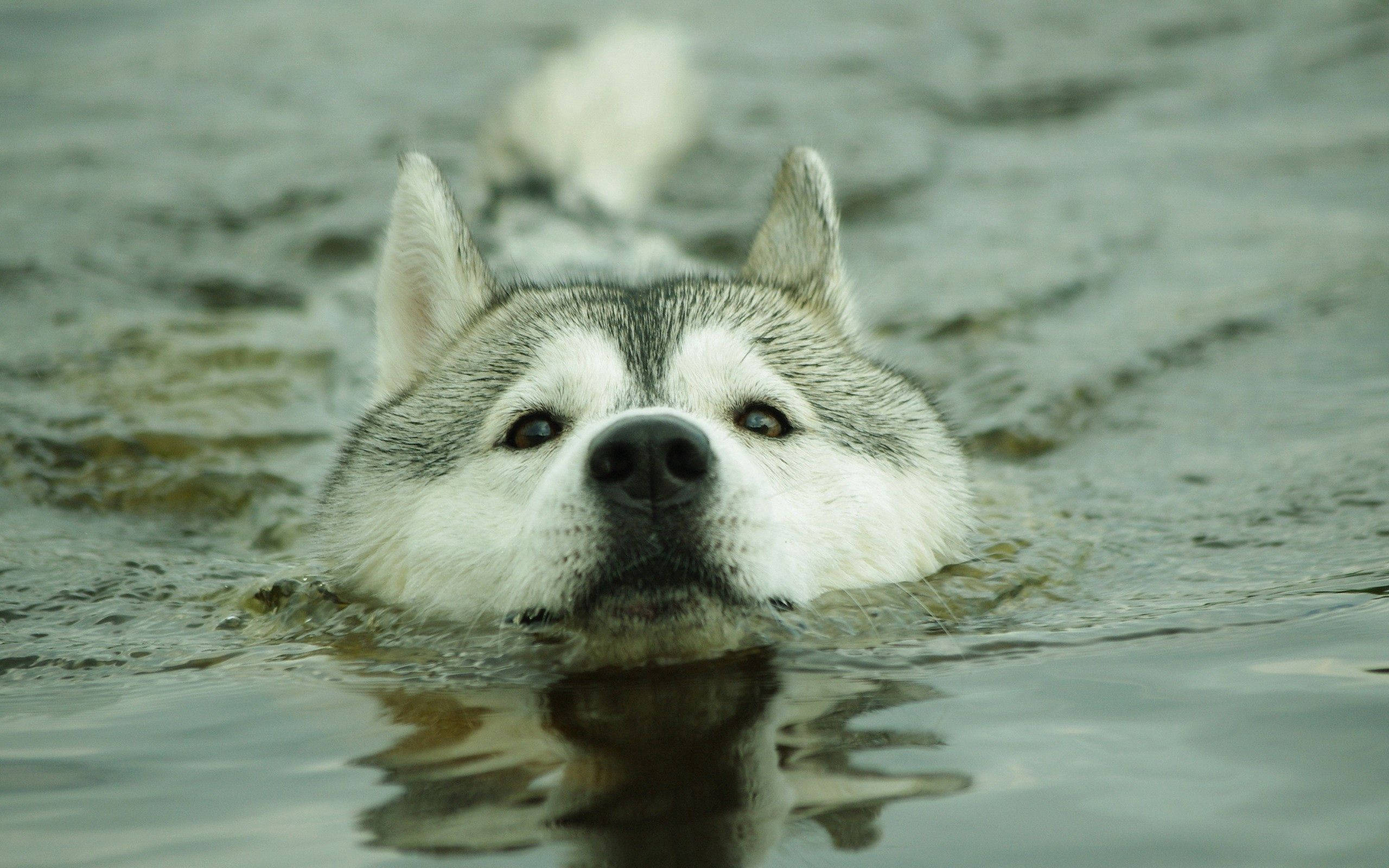 "Bir Dalış Yap - Bu Husky Hayatının Keyfini Çıkarıyor" Duvar Kağıdı