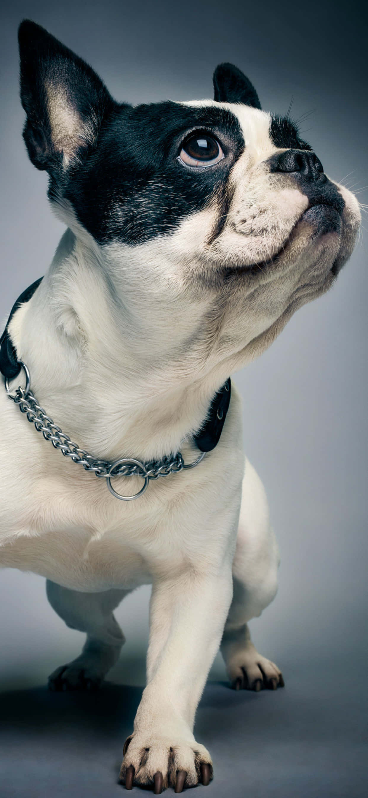 Bir Fransız bulldog güneşli bir öğleden sonranın tadını çıkarıyor. Duvar Kağıdı