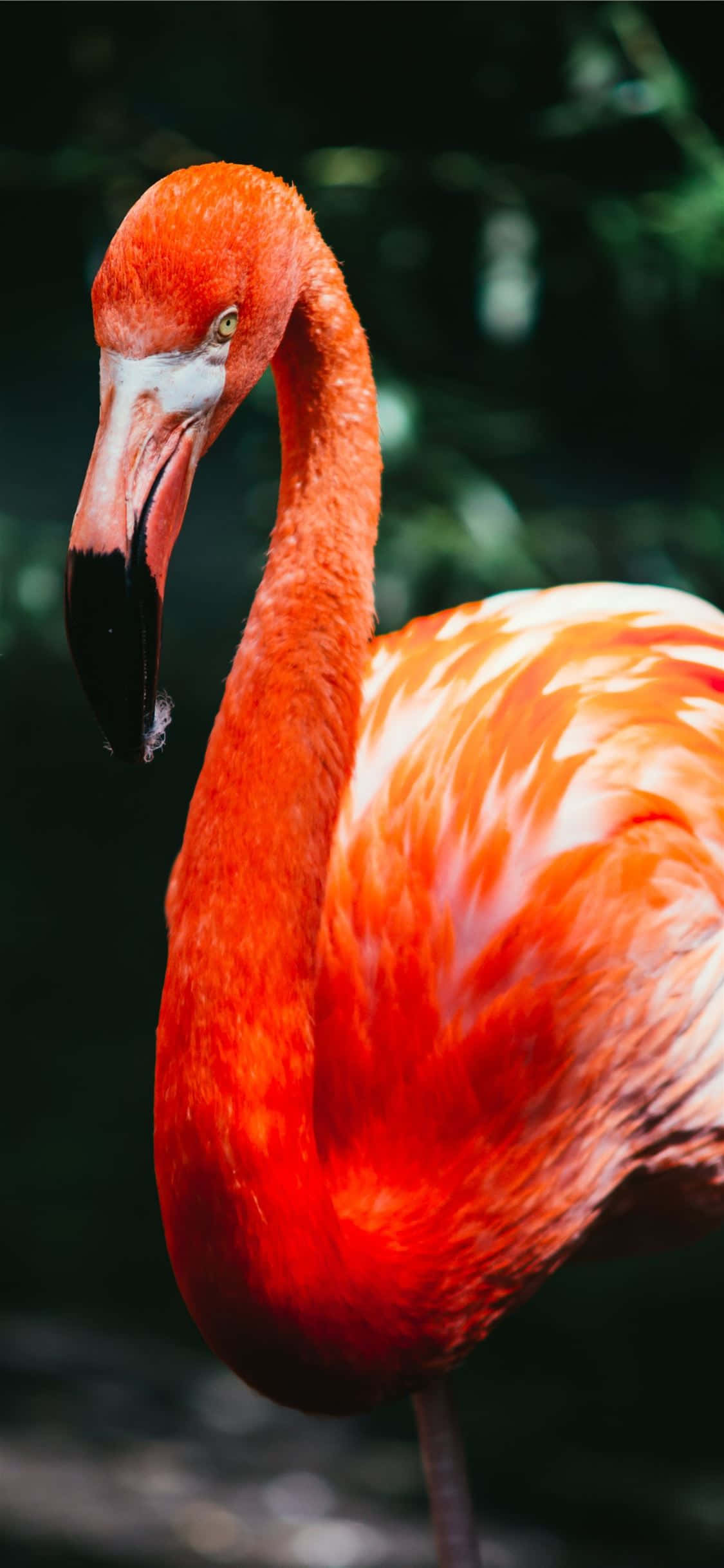 Bir iPhone'u Süsleyen Büyüleyici Flamingo Duvar Kağıdı