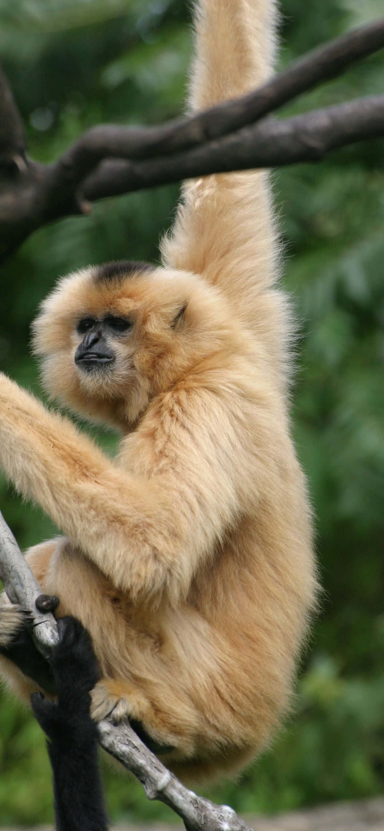 Bir iPhone Xs Max ile Sevimli Bir Gibbon'un Çılgın Kombinasyonu Duvar Kağıdı