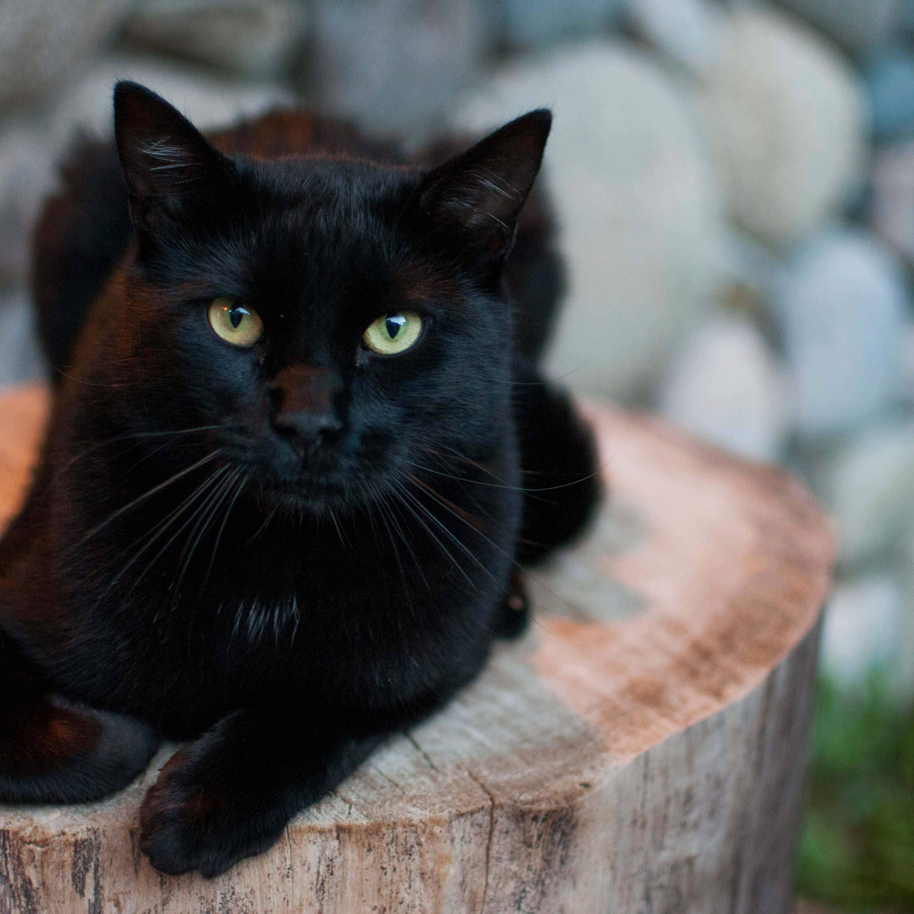 bir kara kedi bir kütüğün üzerinde oturuyor Duvar Kağıdı