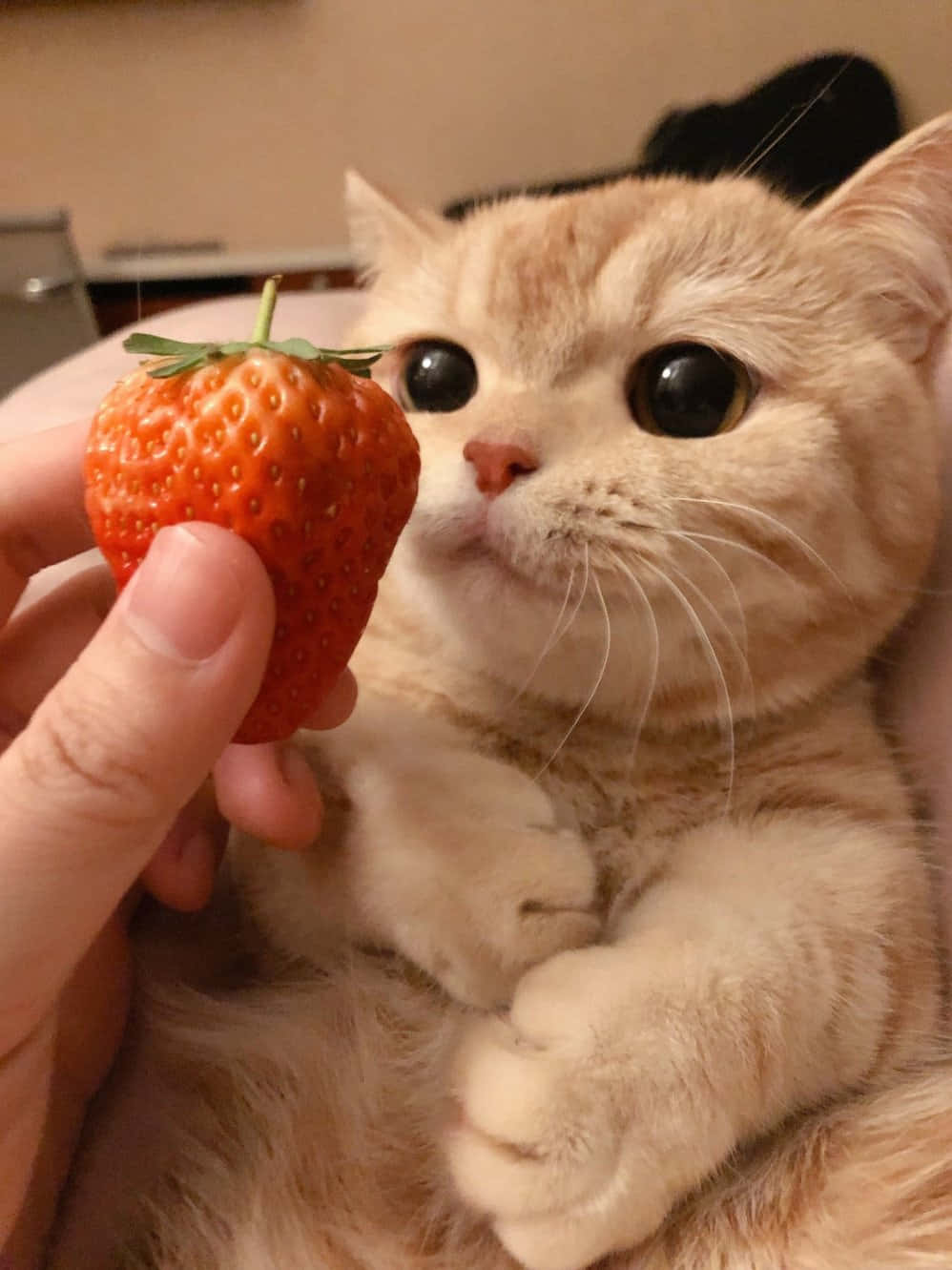 bir kedi çilek yiyor Duvar Kağıdı