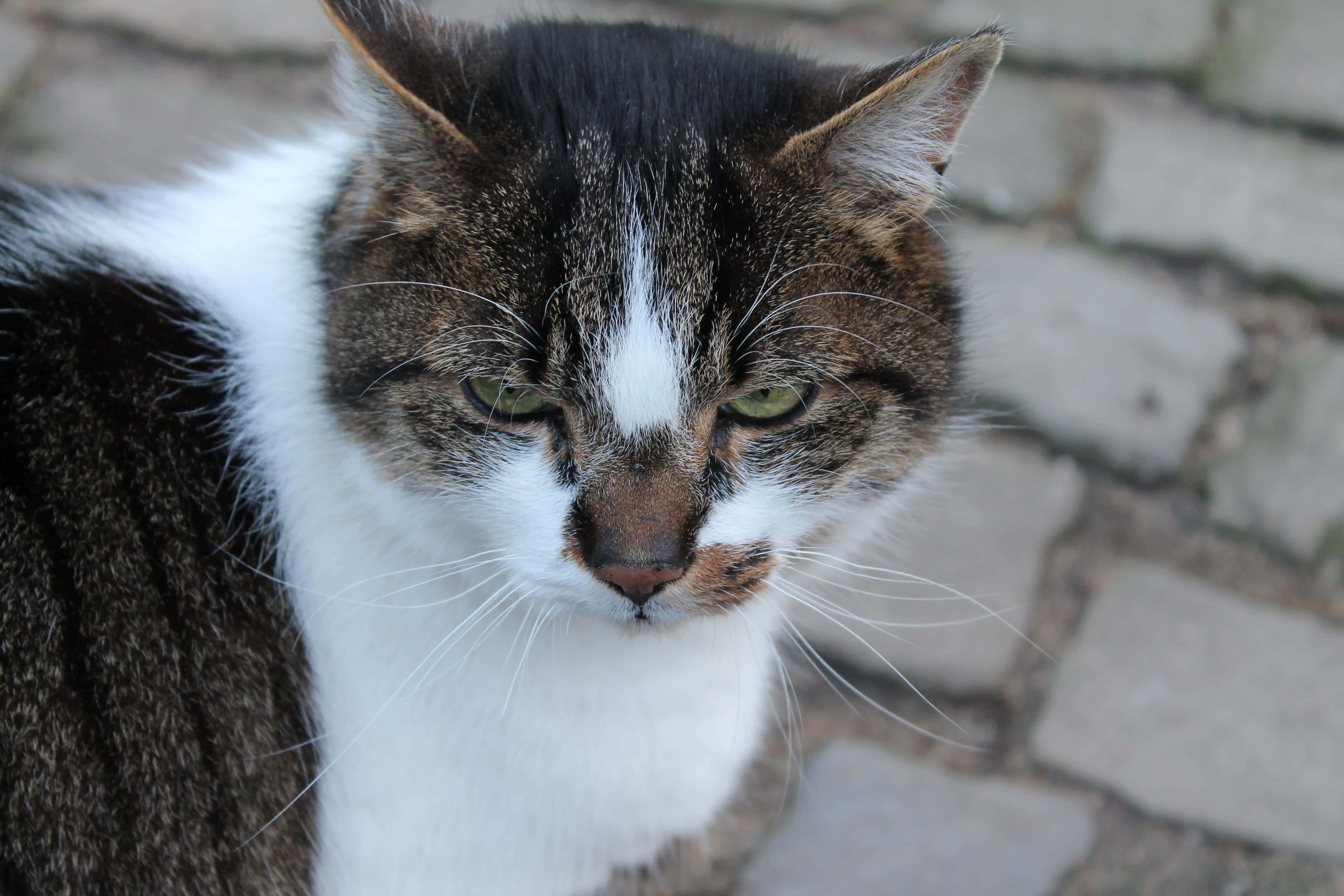 bir kedi kameraya bakıyor Duvar Kağıdı