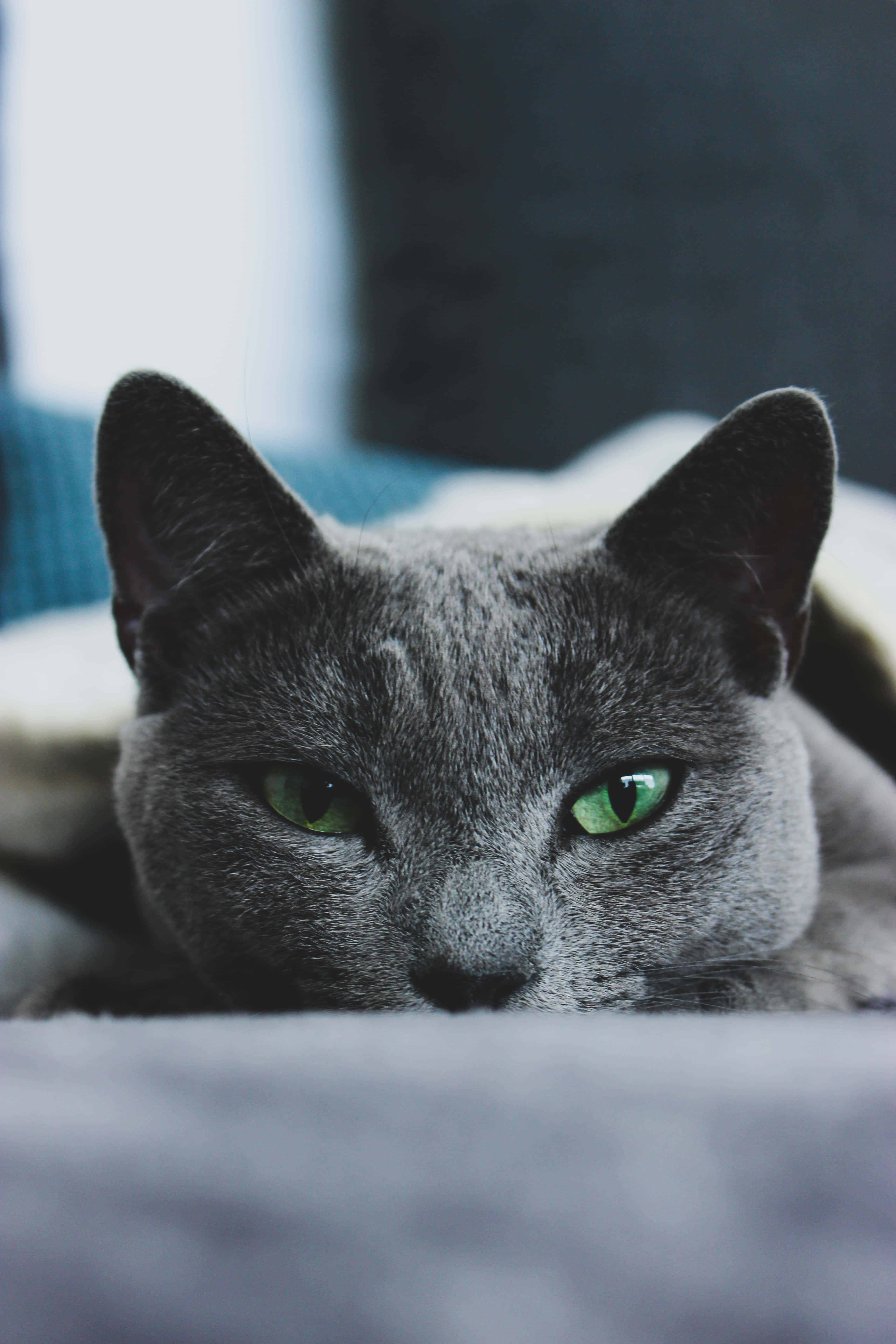Bir Mama Kabının Yanında Oturan Güzel Rus Mavisi Kedi Duvar Kağıdı
