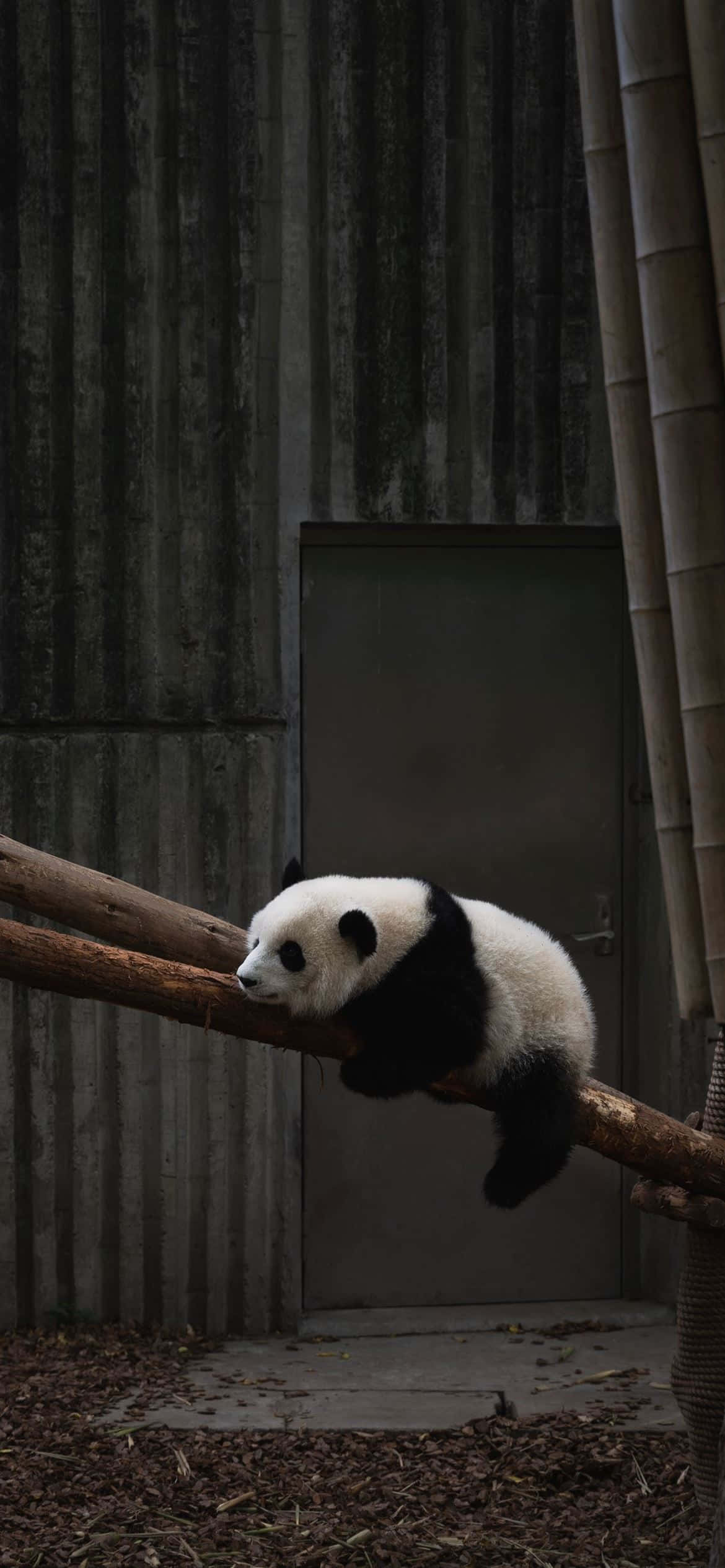bir panda ayısı bir dalda uyuyor Duvar Kağıdı