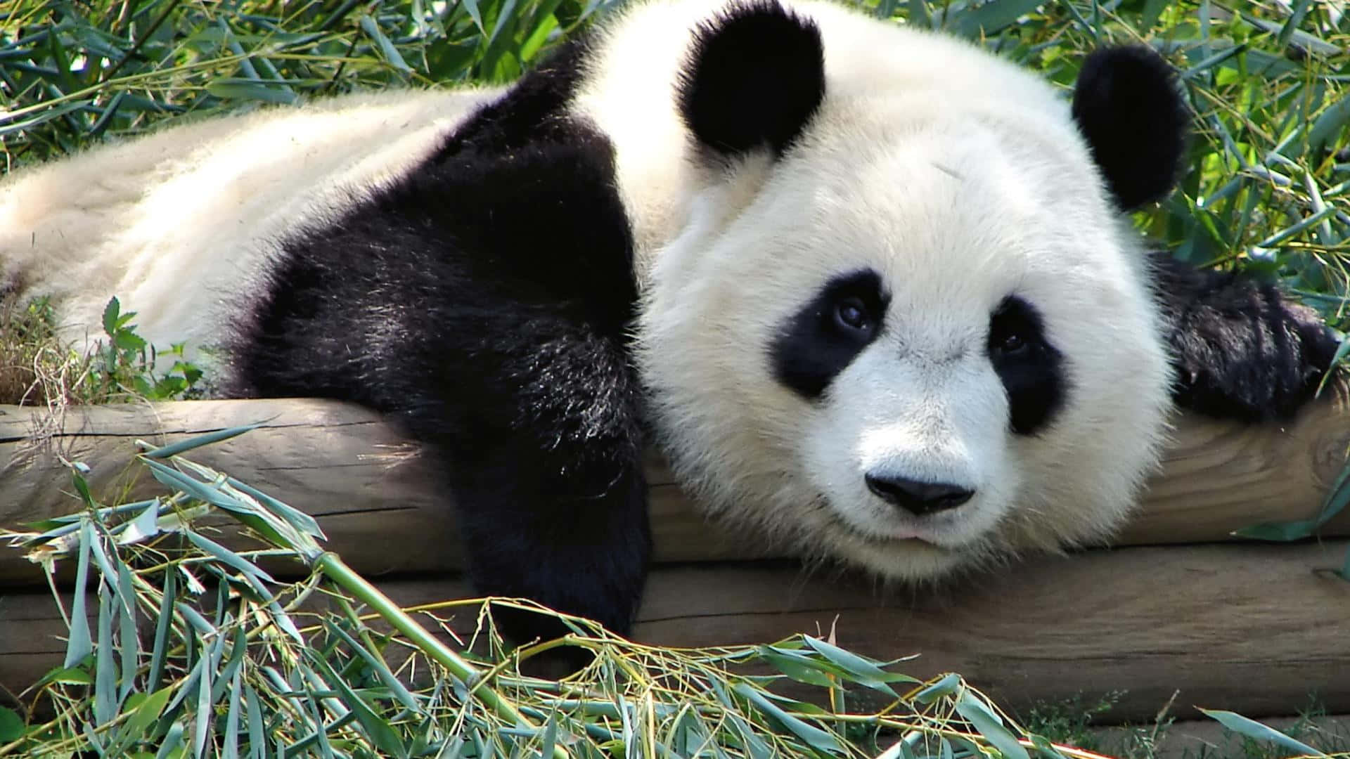 bir panda ayısı tahta bir kütüğün üzerinde uzanıyor Duvar Kağıdı