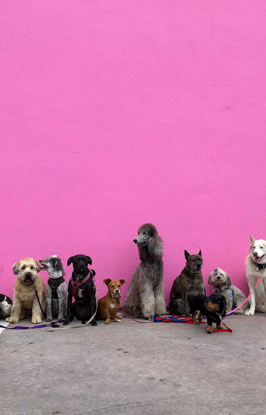 Bir yastıkta kucaklaşmış bir çift pembe oyuncak köpek yavrusu Duvar Kağıdı