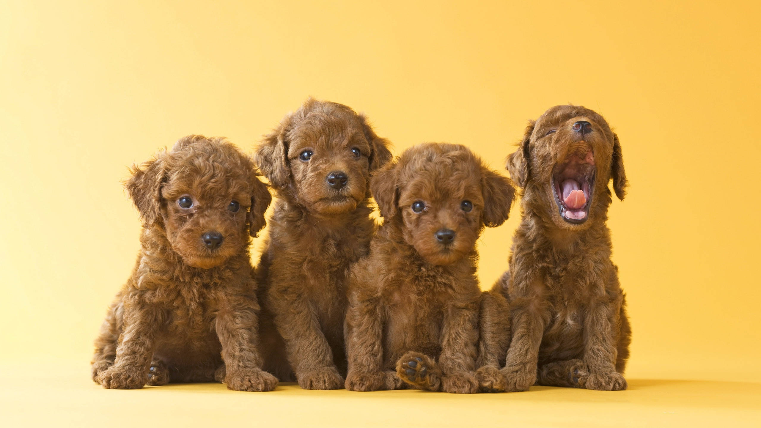 Bir Yavru Kahverengi Oyuncak Kaniş Köpek Yavruları Duvar Kağıdı