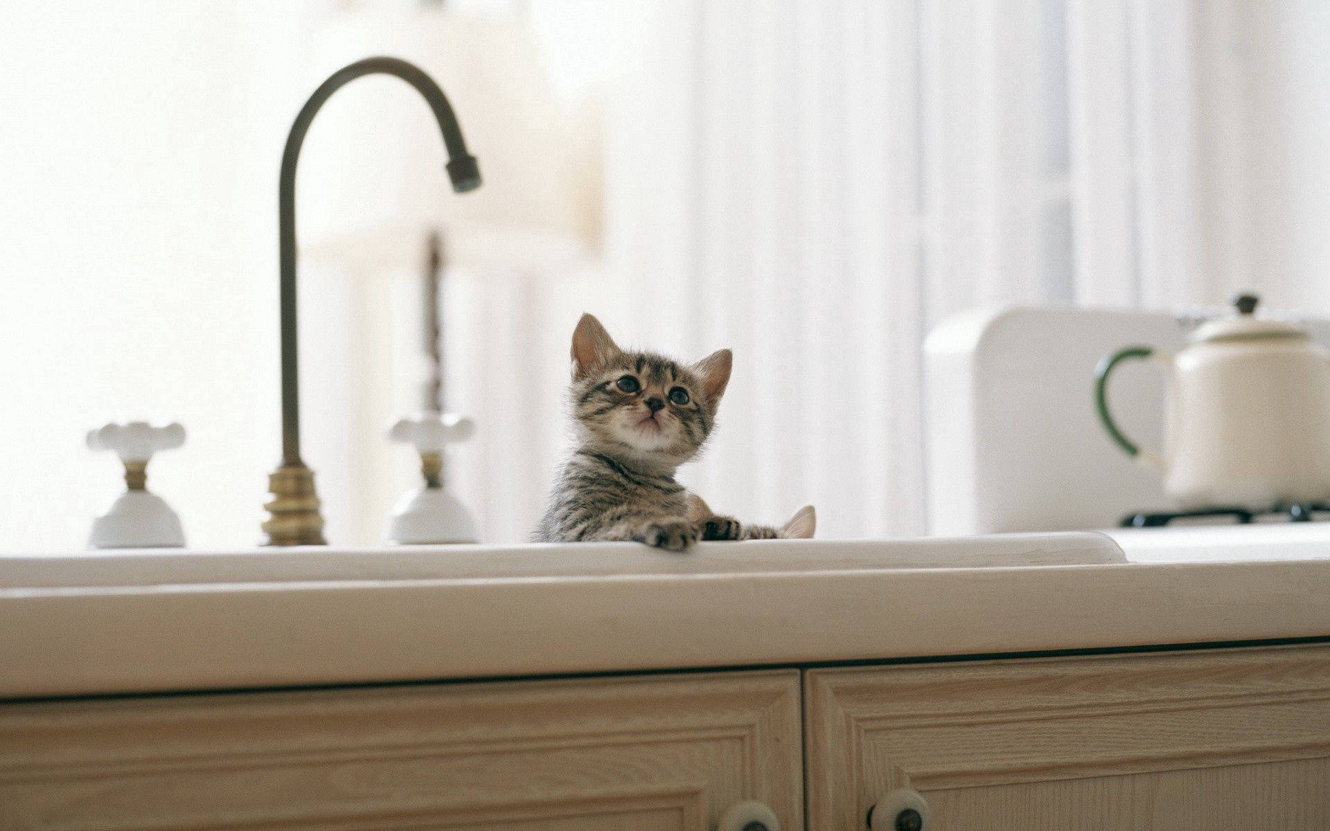 Bir Yavru Kedi Banyo Lavabosunda Huzur Buluyor Duvar Kağıdı