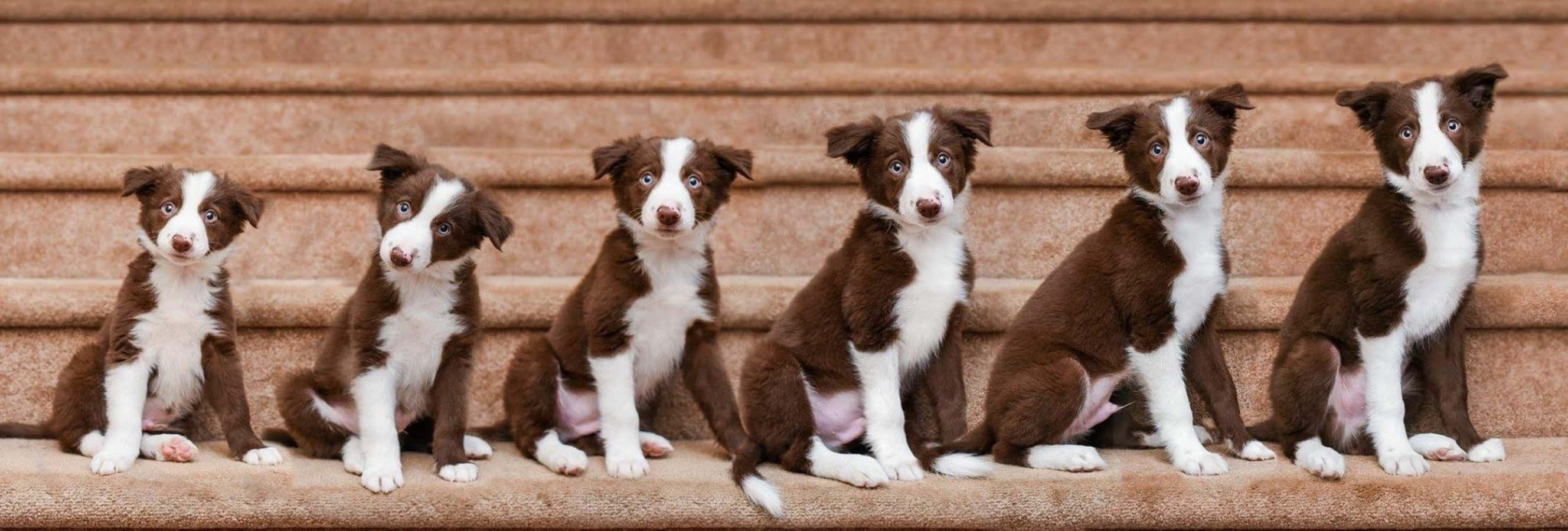 Border Collie Yavrusunun Hafta Hafta Büyümesi Resmi Duvar Kağıdı