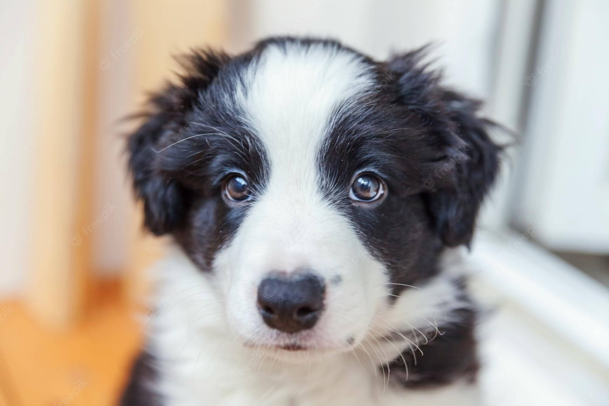 Border Collie Yavrusu Bakışı Duvar Kağıdı