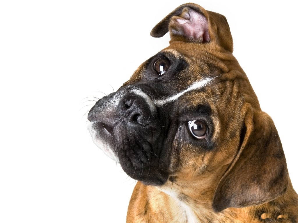 Boxer Köpeği Başını Eğmiş Duvar Kağıdı