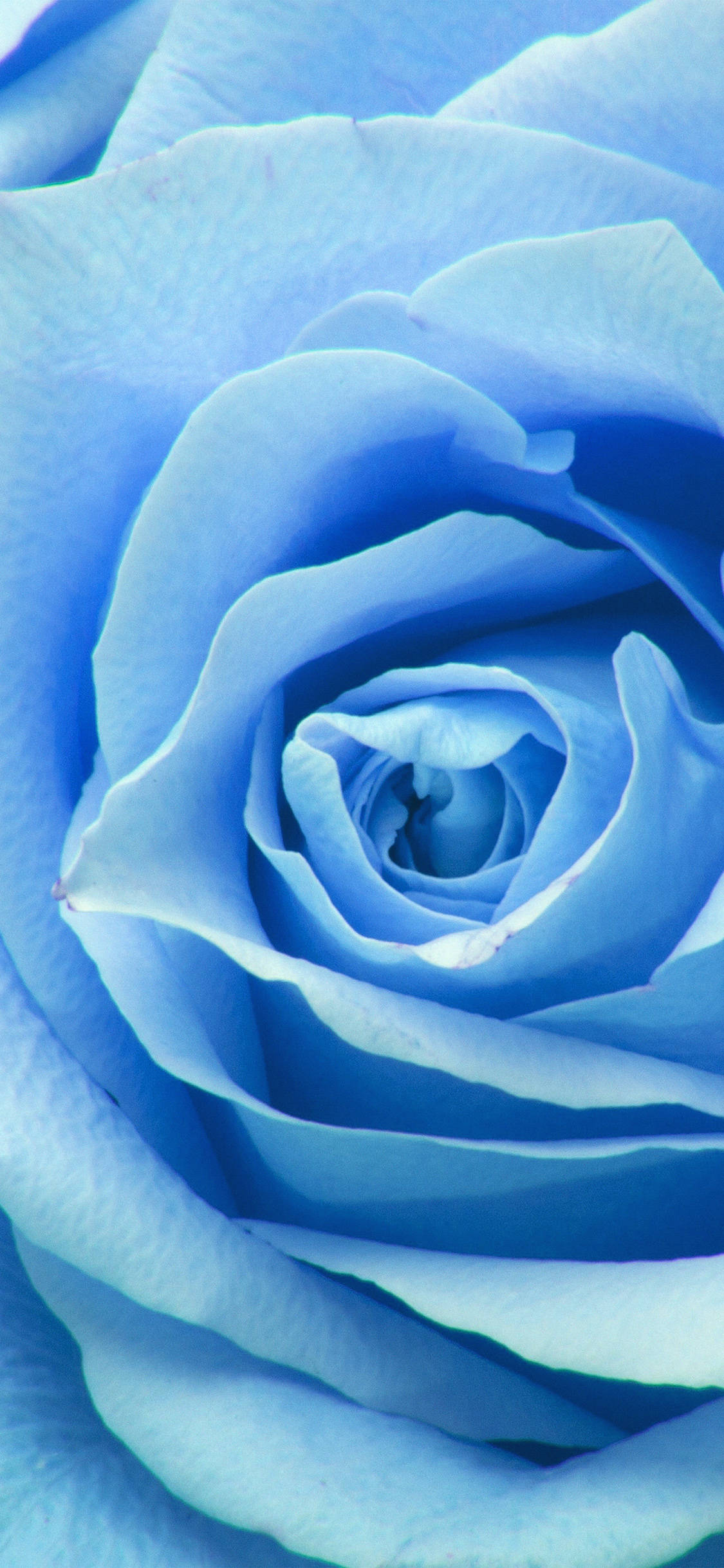 Bright and Beautiful Zoom Flower Unfolding Duvar Kağıdı
