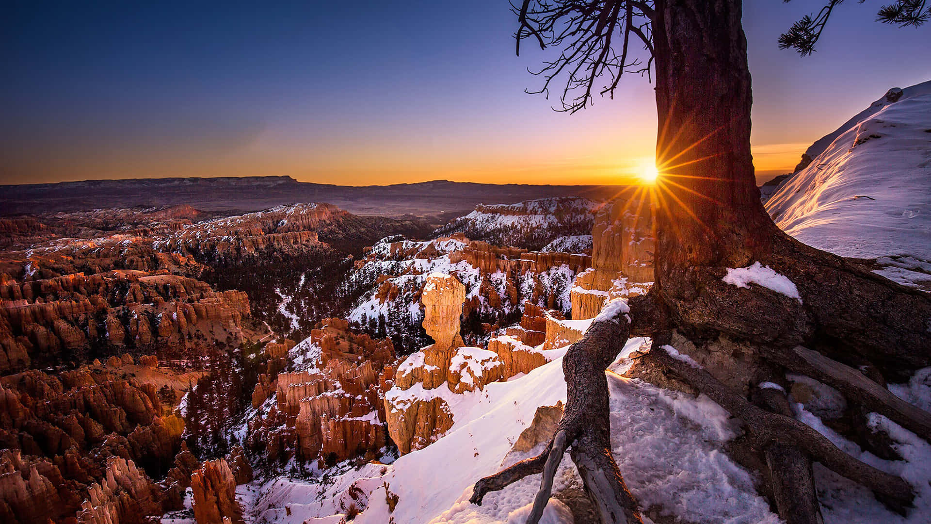 Bryce Canyon Ulusal Parkı'nda Bir Ağaç Arasından Gün Batımı Duvar Kağıdı