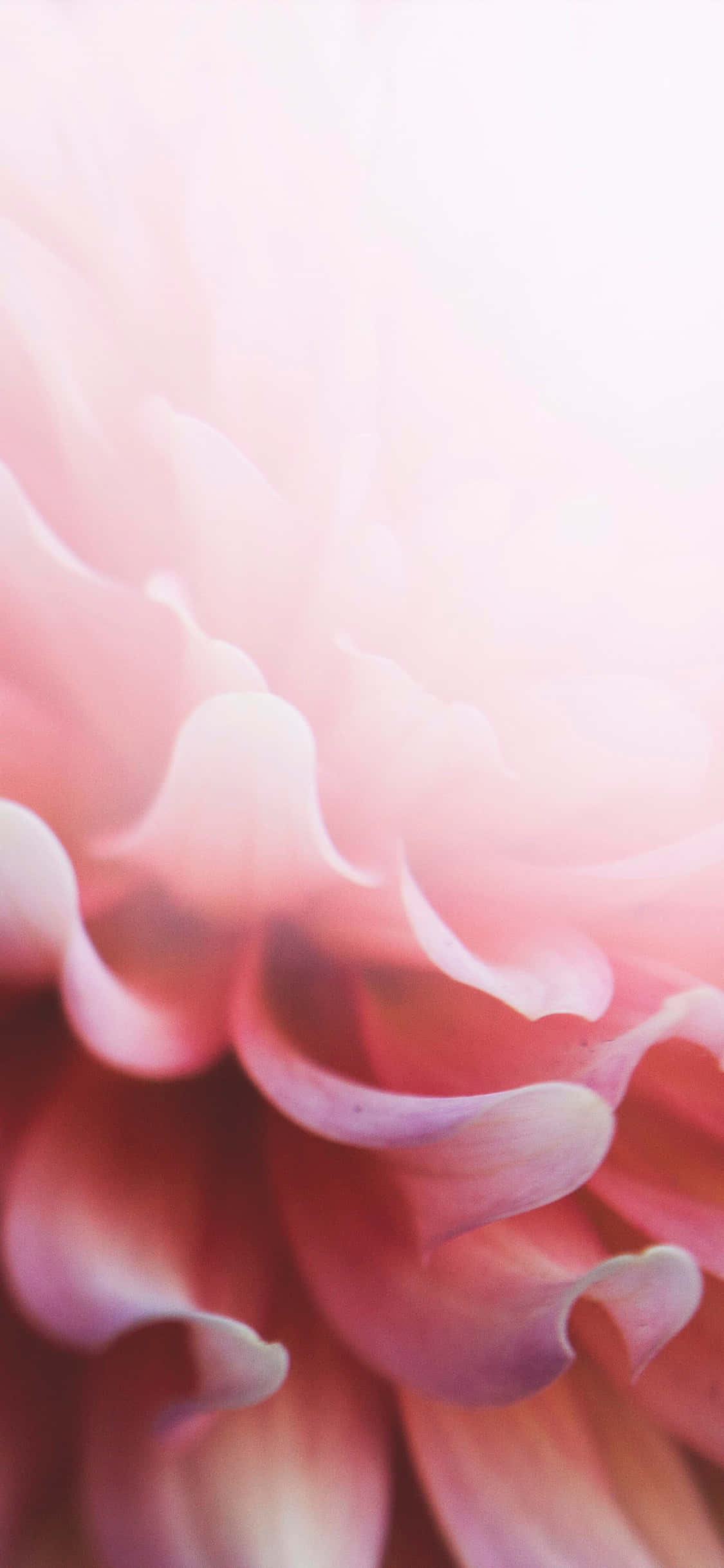 Bu Açık Pembe Çiçekli iPhone ile Her Görünümü Canlandırın Duvar Kağıdı