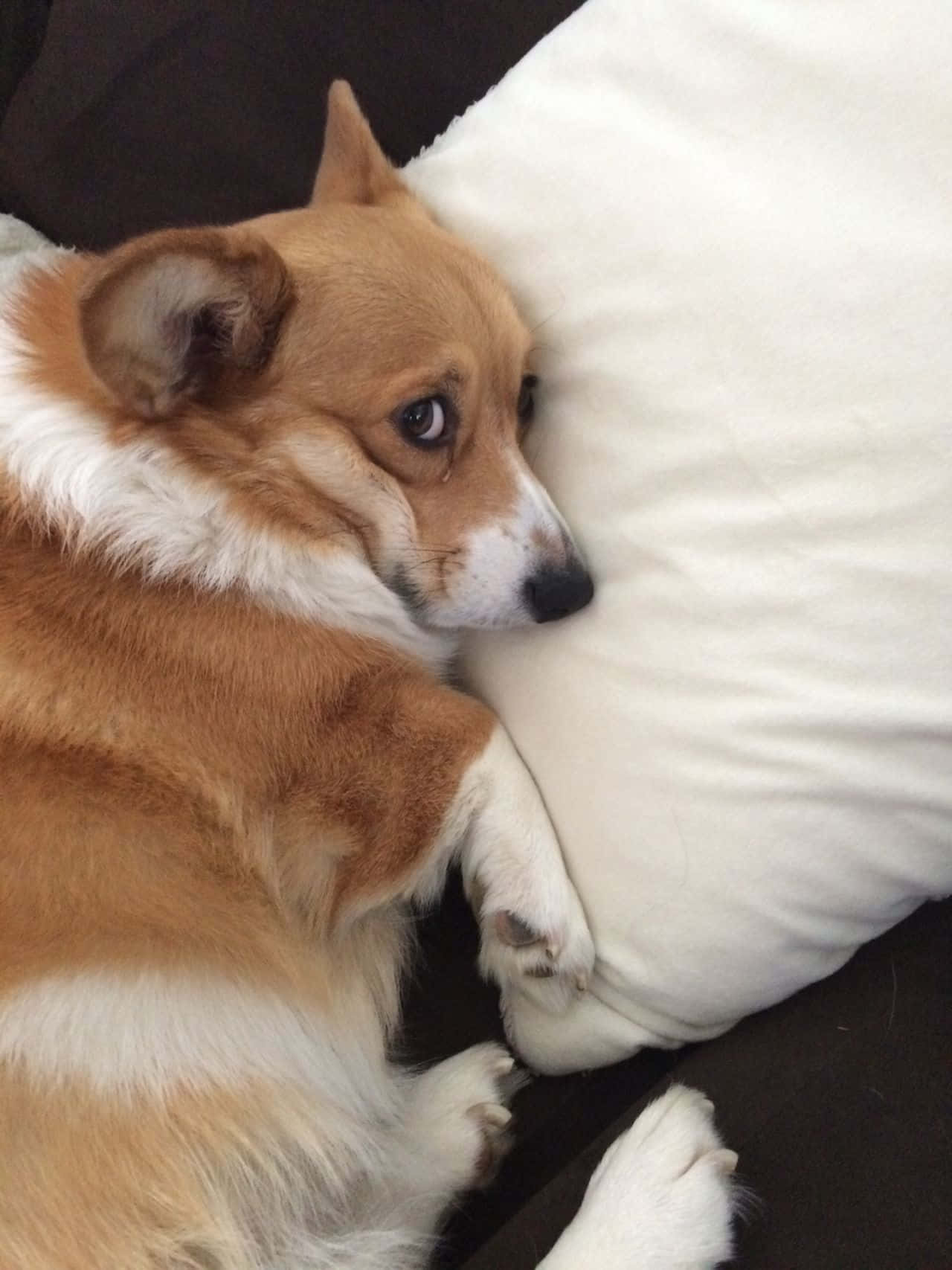 Bu Corgi Kahkahayı Nasıl Atacağını Biliyor! Duvar Kağıdı