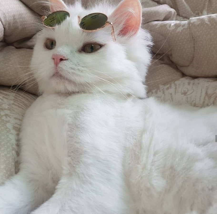 Bu Estetik Kedi, Yabani Çiçeklerle Dolu Bir Bahçede Huzurla Oturuyor Duvar Kağıdı