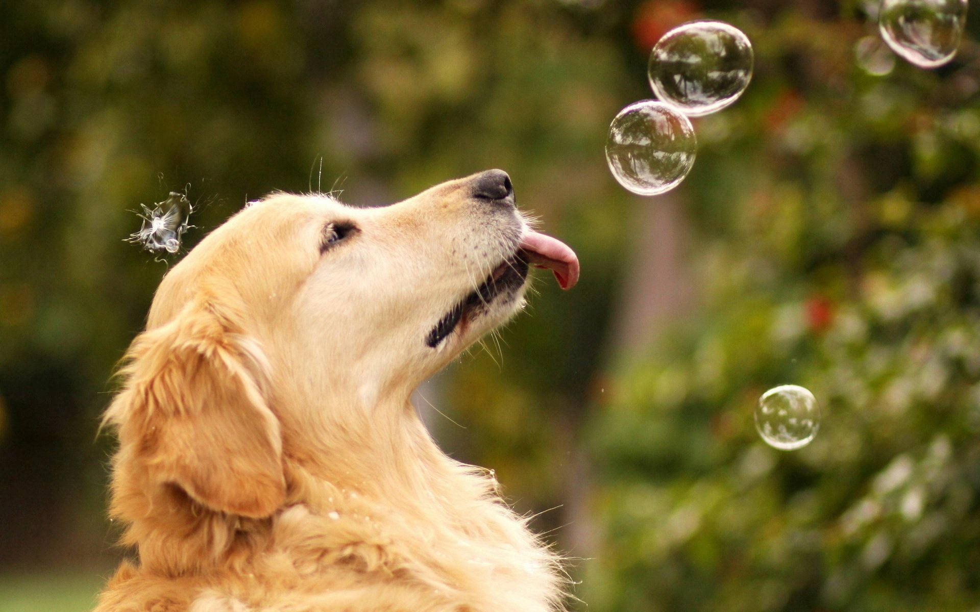 "Bu Golden Retriever Baloncuklarla Oynamayı Seviyor!" Duvar Kağıdı