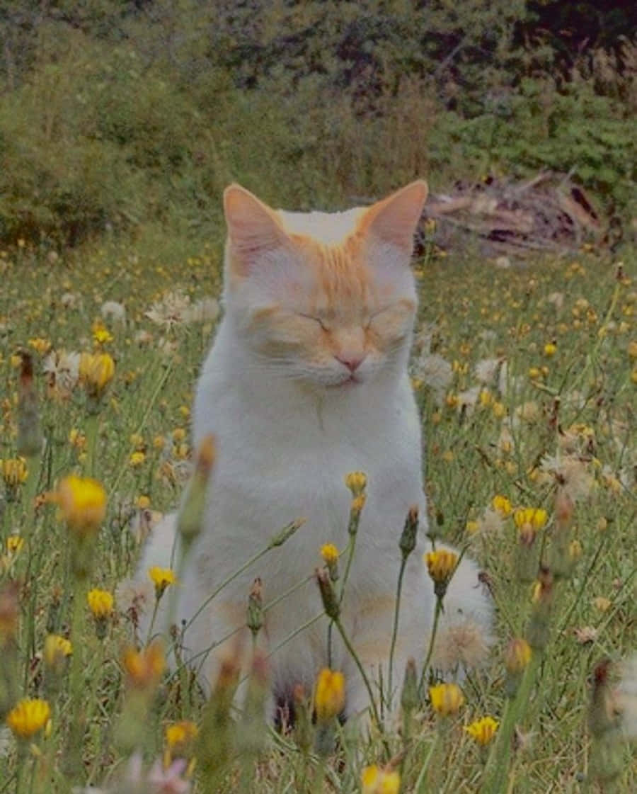 Bu görkemli Estetik Kedi güne hazır! Duvar Kağıdı